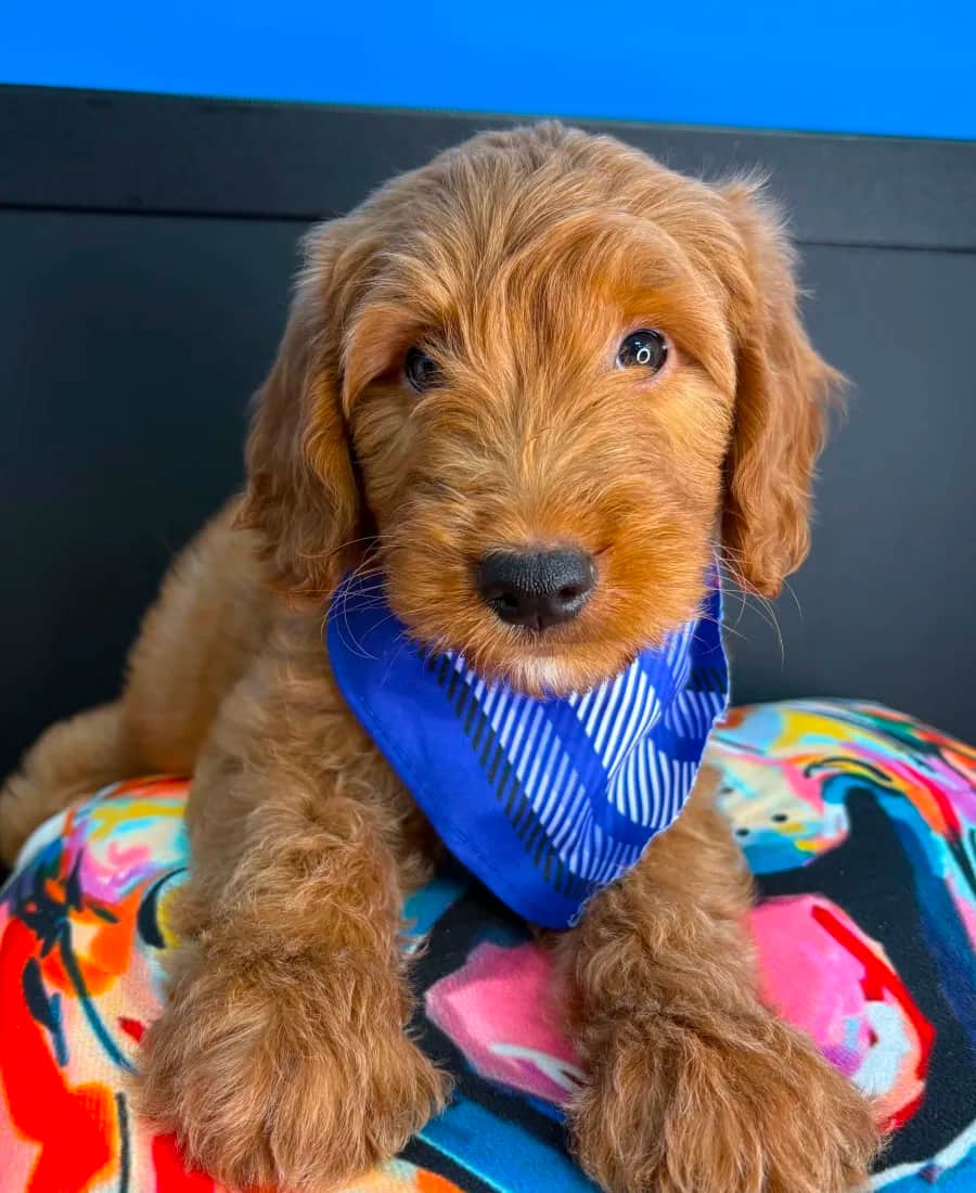 Golden puppy looking at the camera