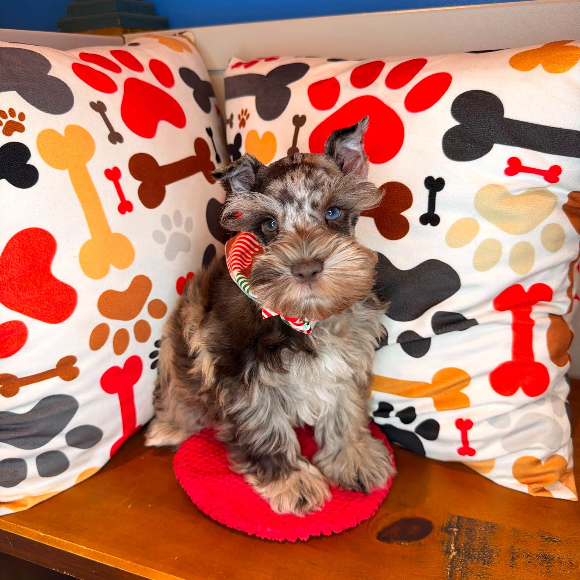 Jingles, Schnauzer puppy