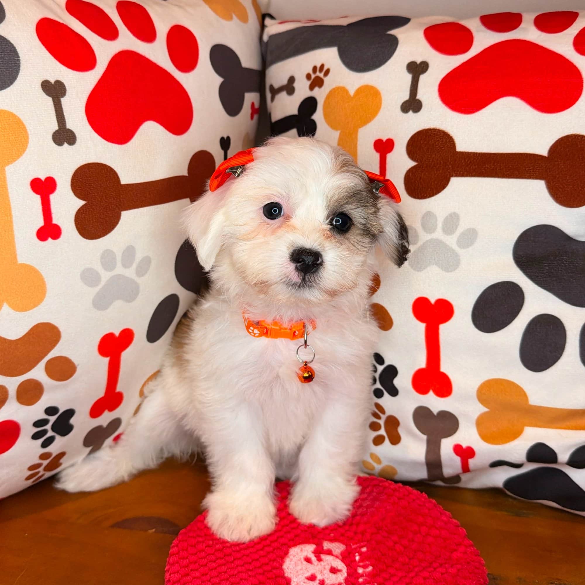 Söpö, Teddy Bear puppy