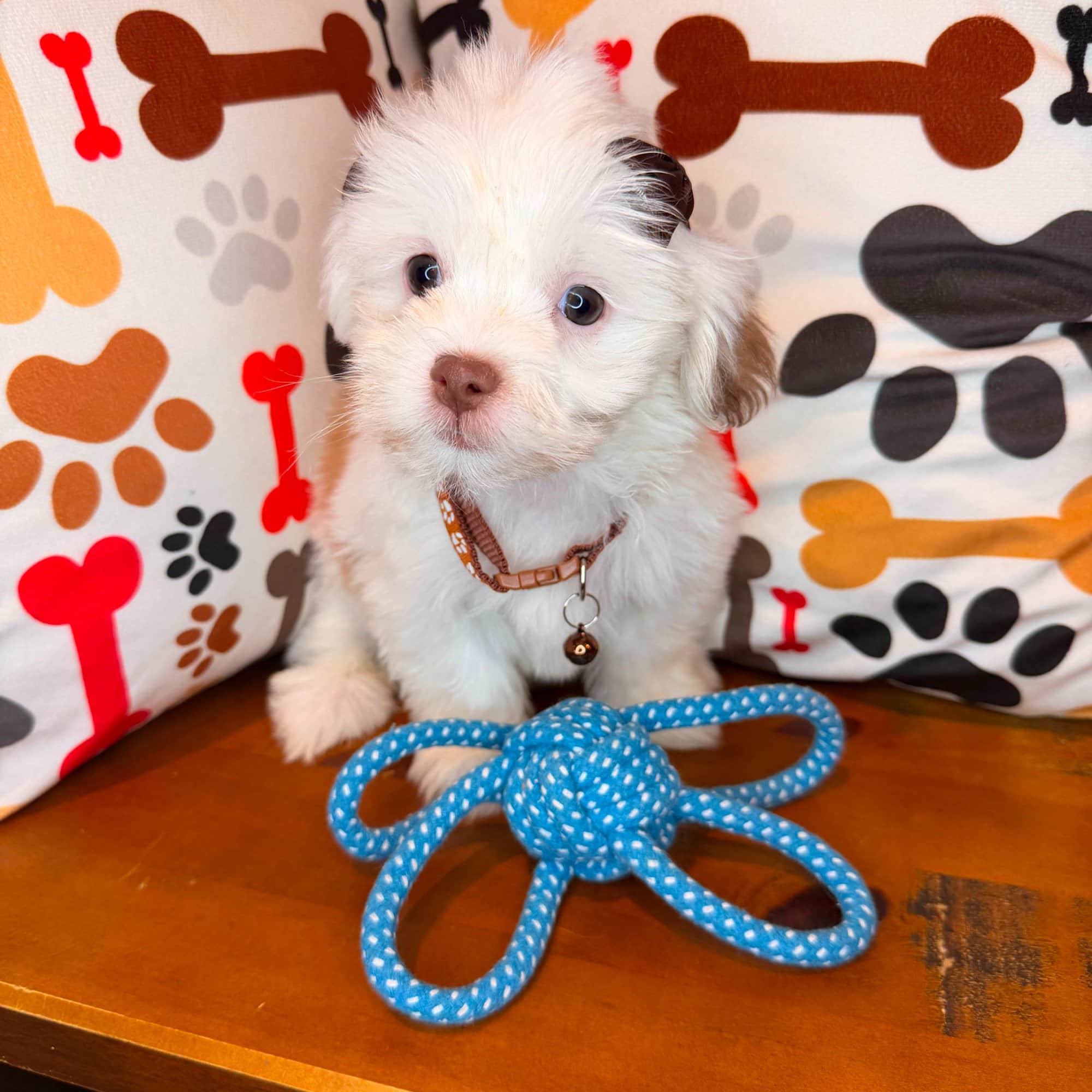 Marie, Teddy Bear puppy