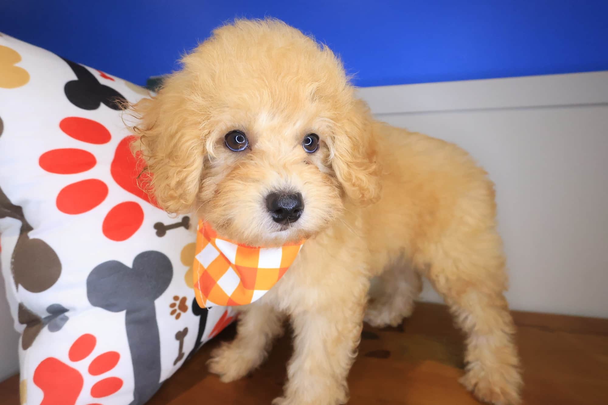 Bearcat, Maltipoo puppy