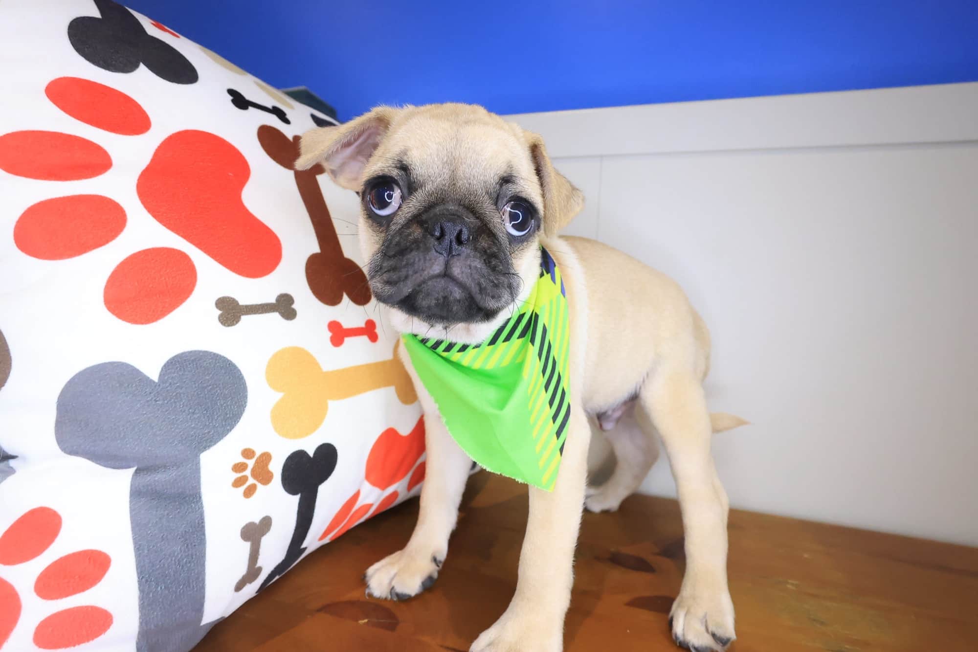 Arvin, Pug puppy