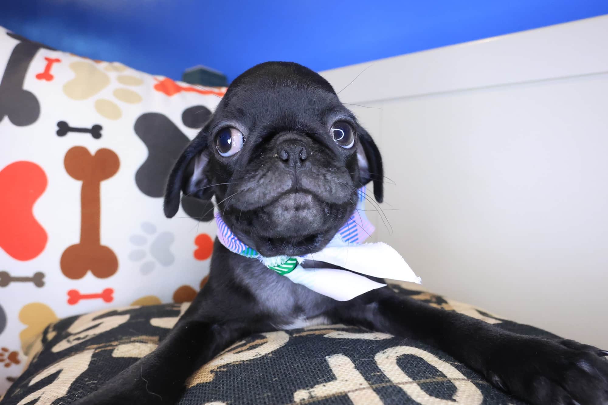 Eddie, Pug puppy