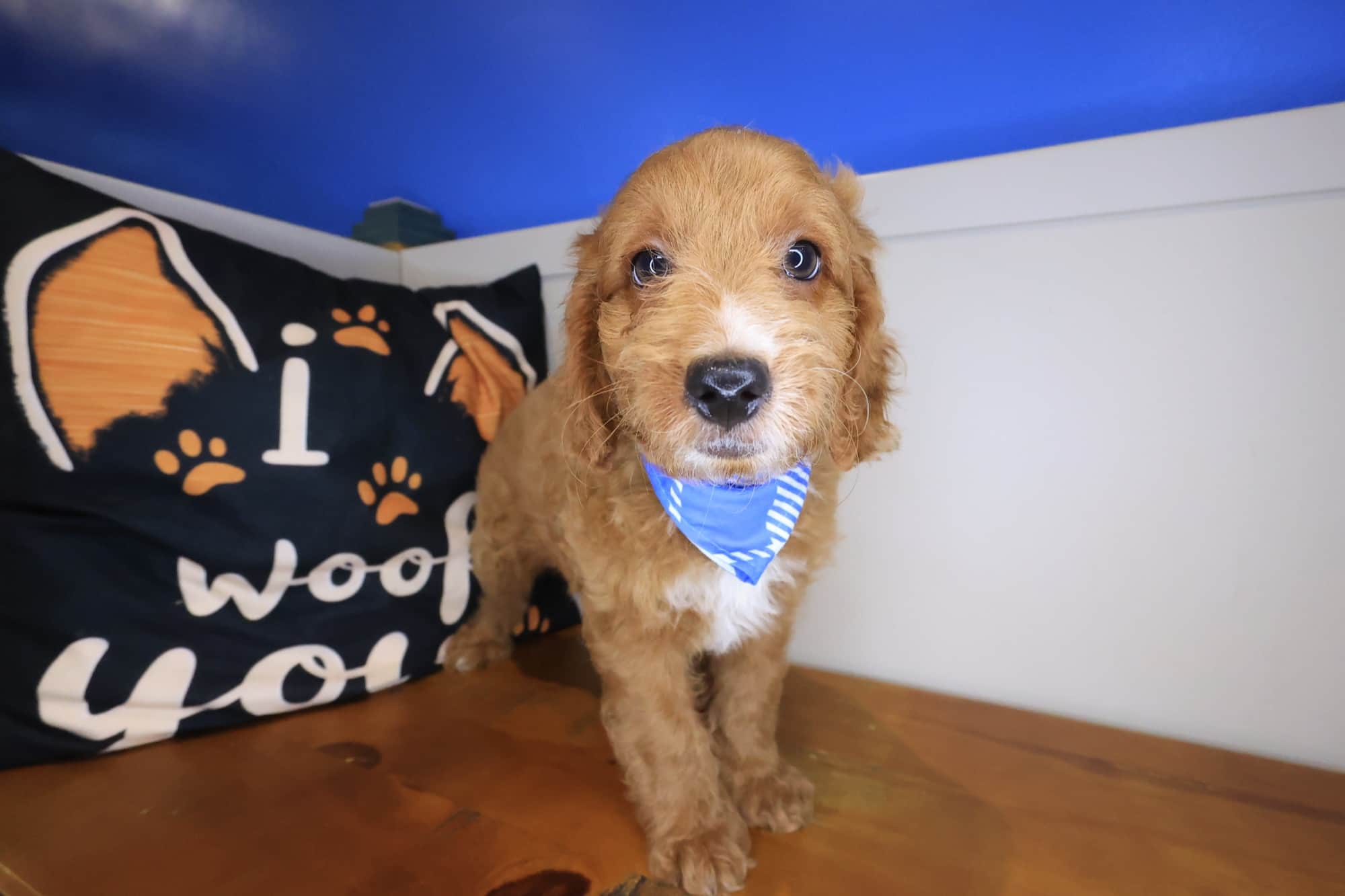 Galaxy, Goldendoodle puppy