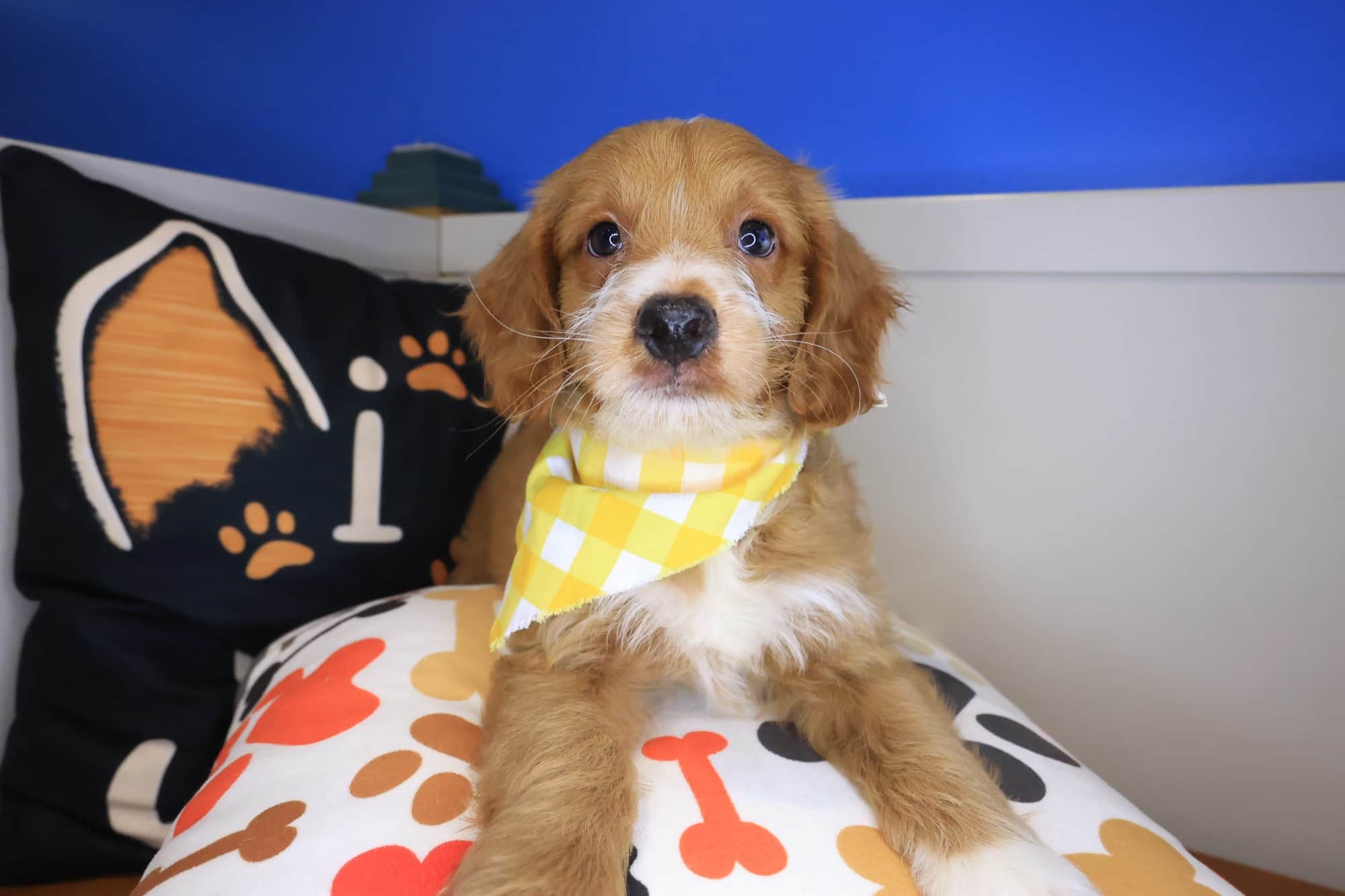 Clifford, Goldendoodle puppy