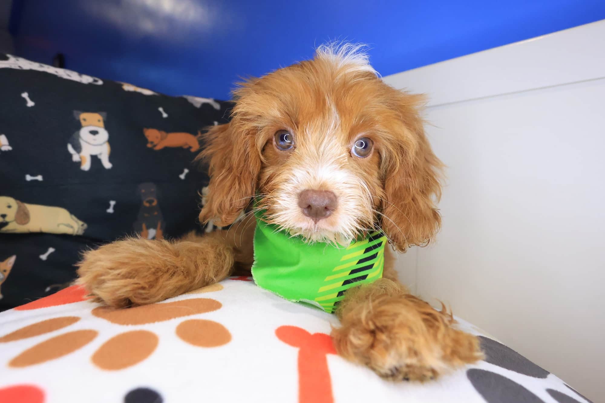 Otis, Cavapoo puppy