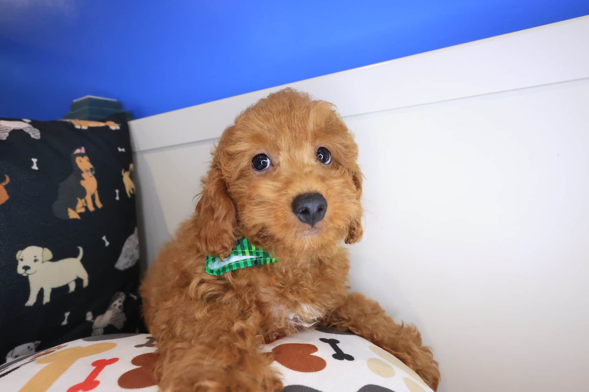Yoshi, Poodle puppy