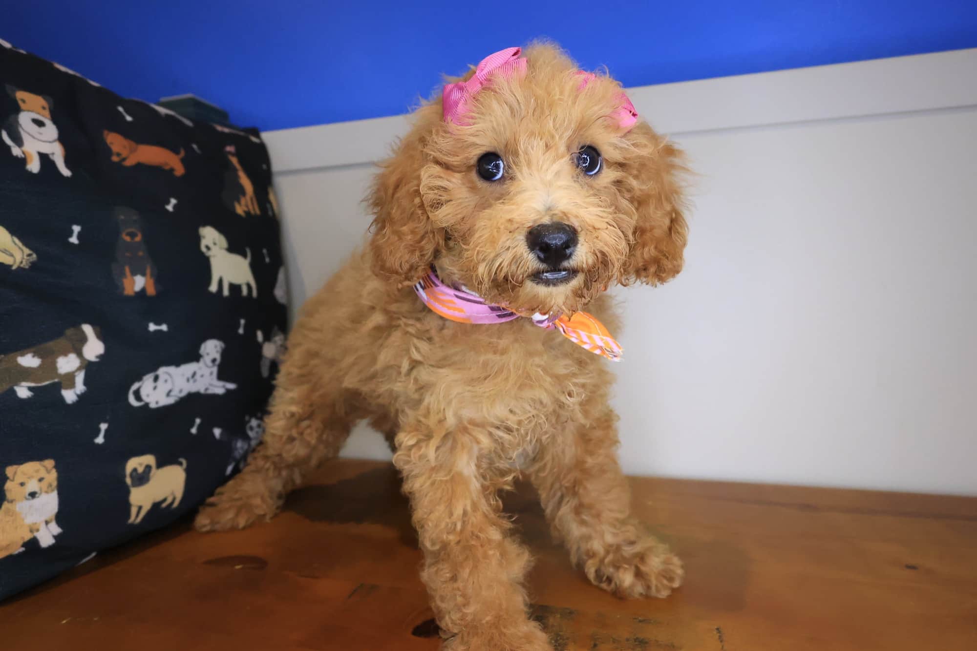 Jinx, Poodle puppy