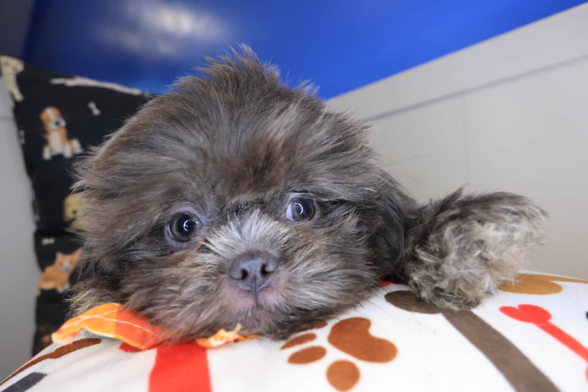Santorini, Shih Tzu puppy