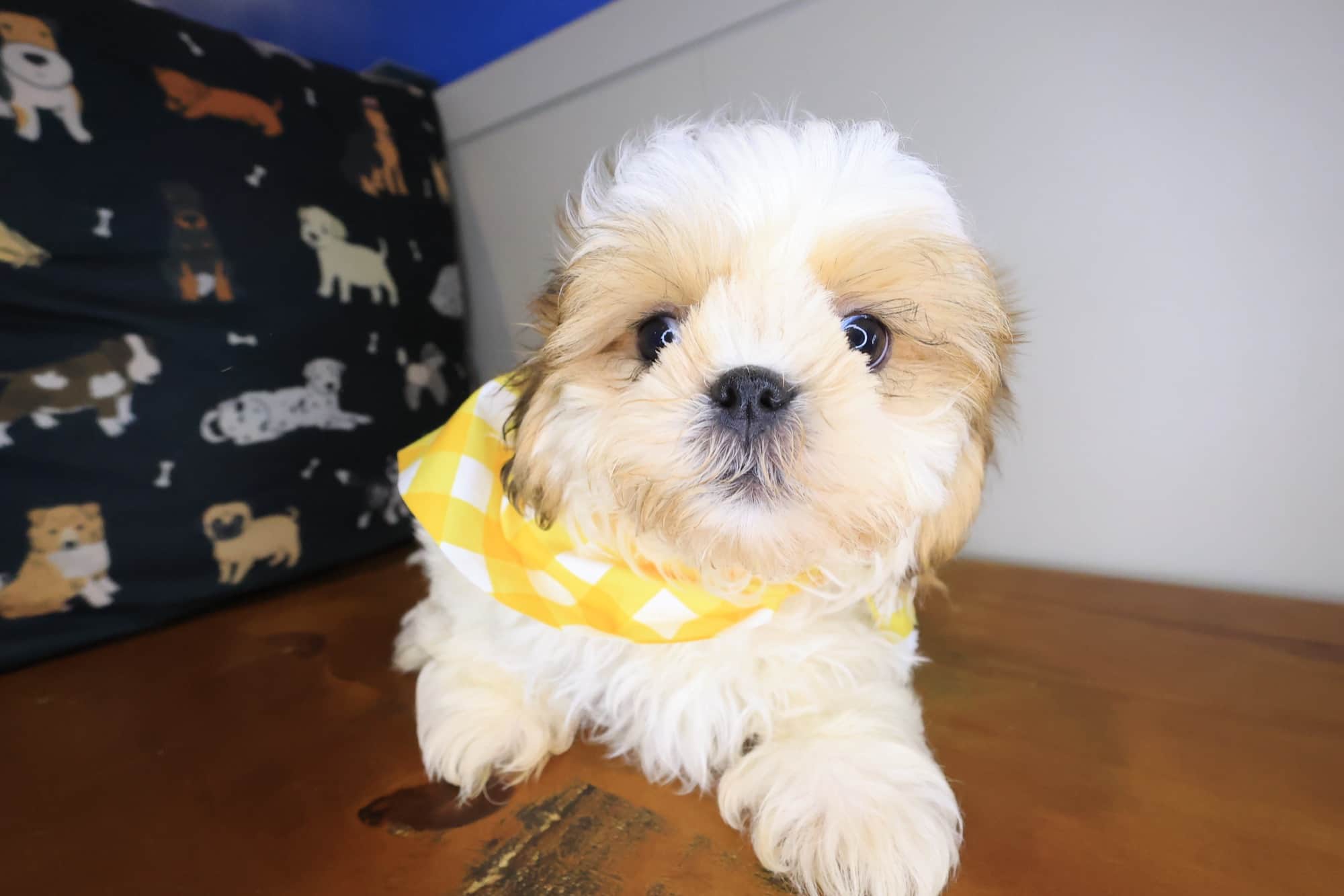 Tashi, Shih Tzu puppy