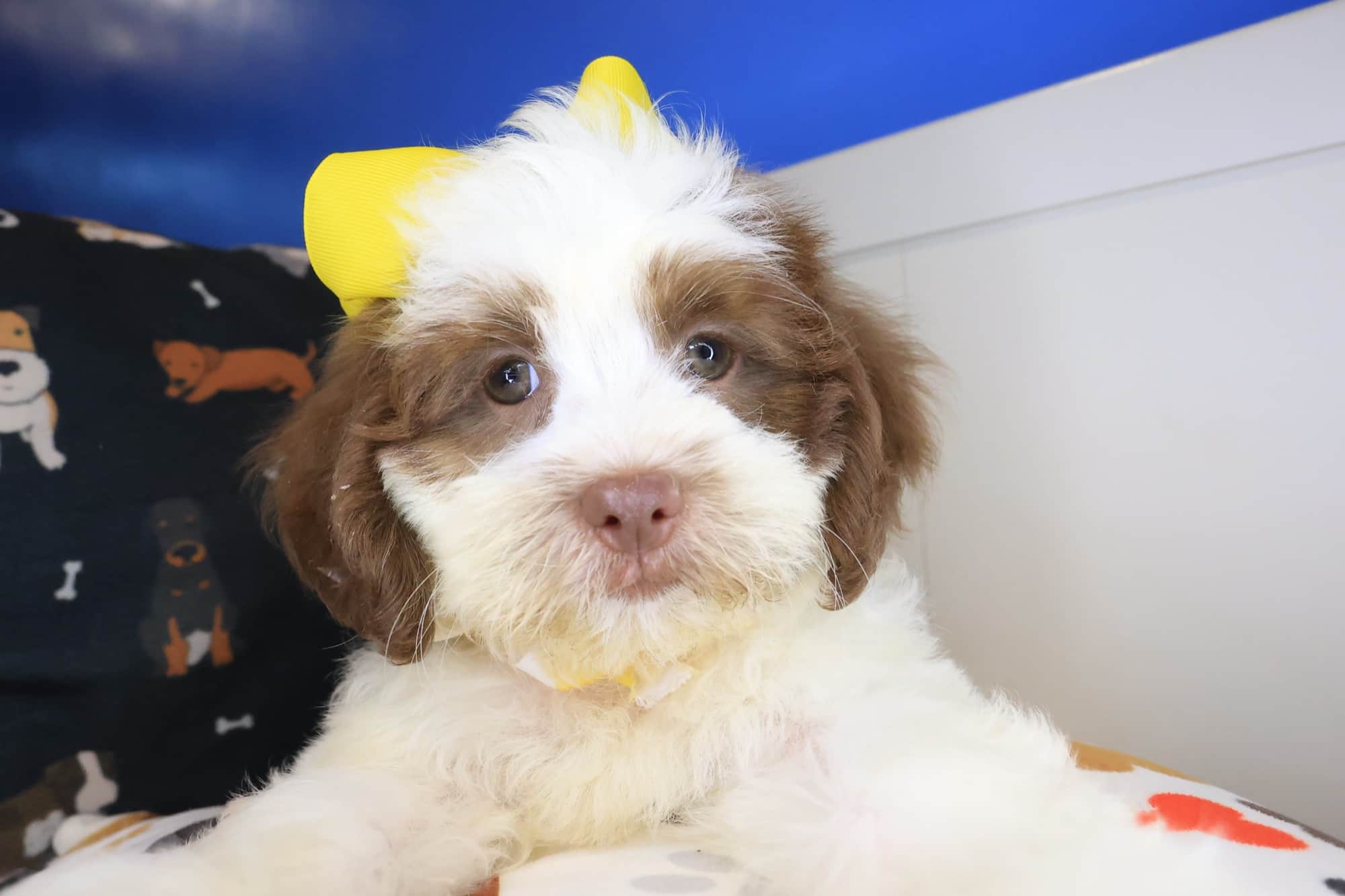 Star, Teddy Bear puppy