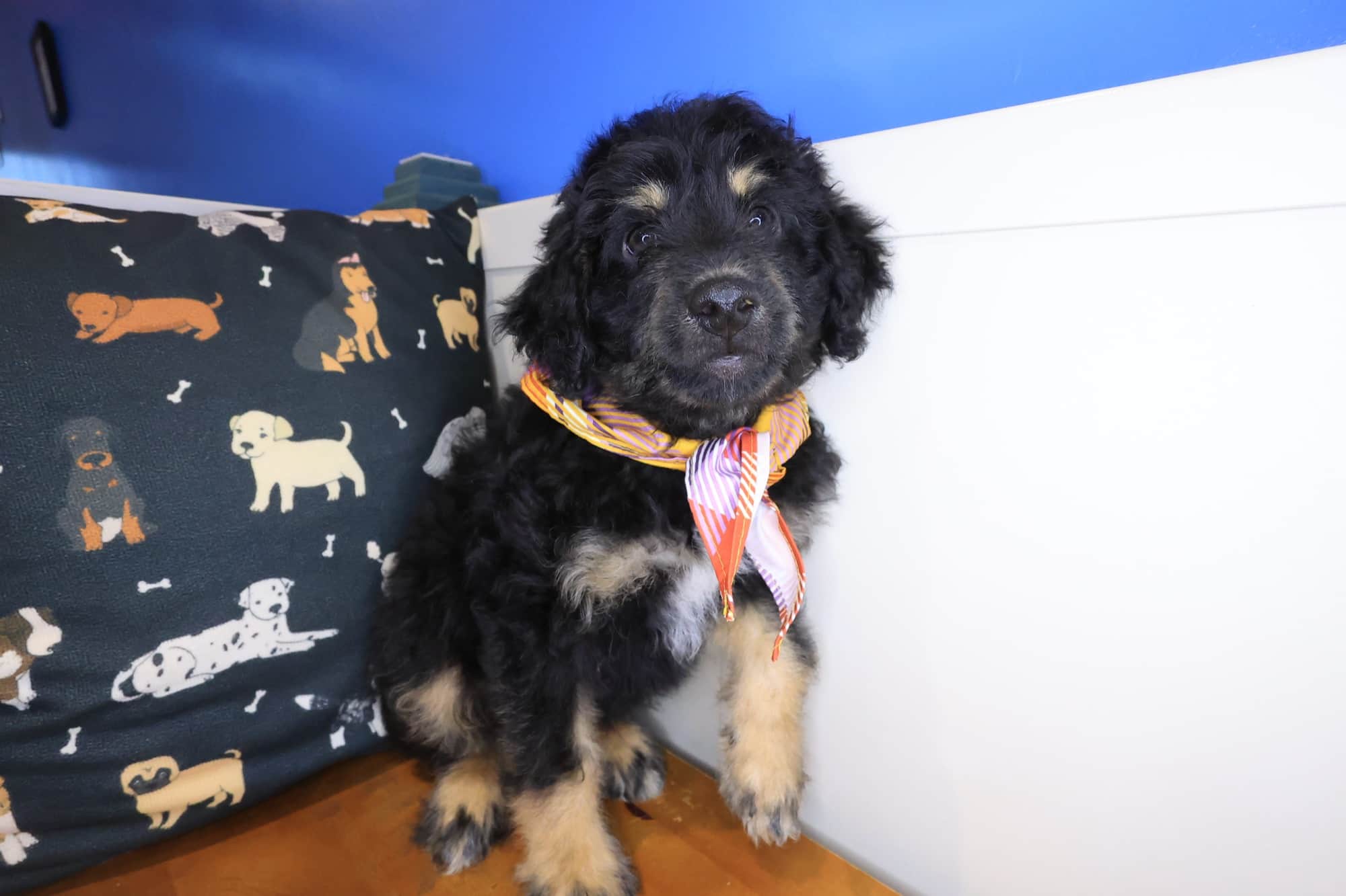 Monty, Aussiedoodle puppy