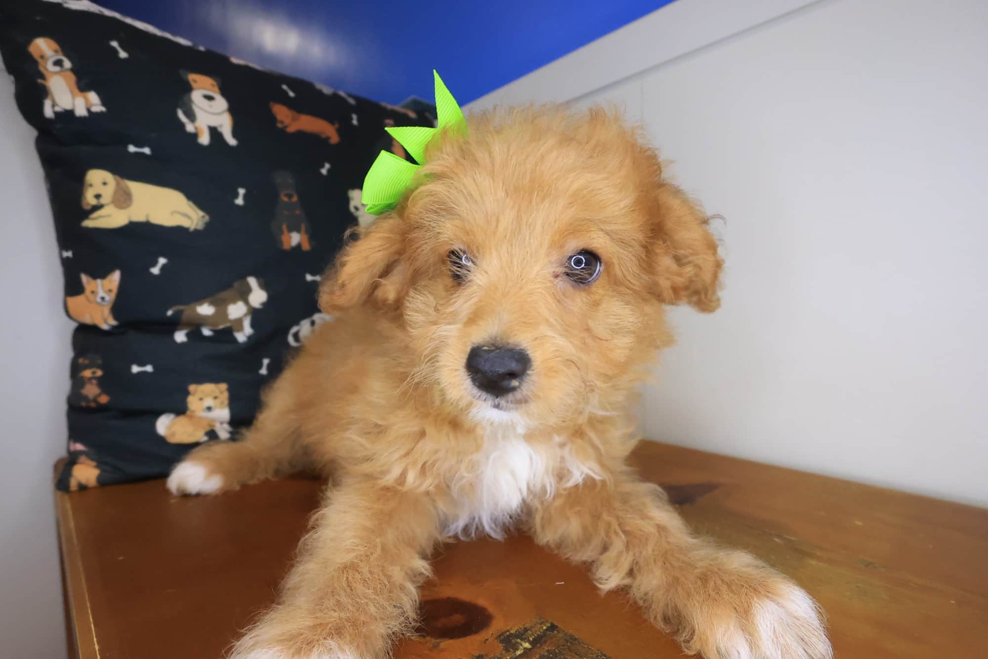 Zig-Zag, Aussiedoodle puppy