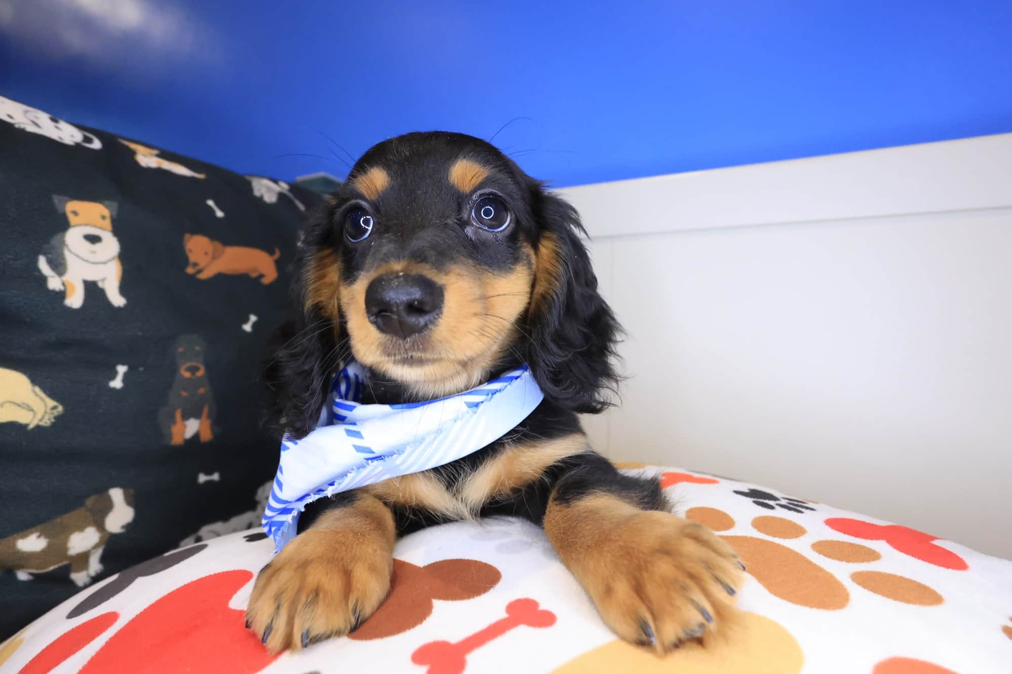Aspen, Dachshund puppy