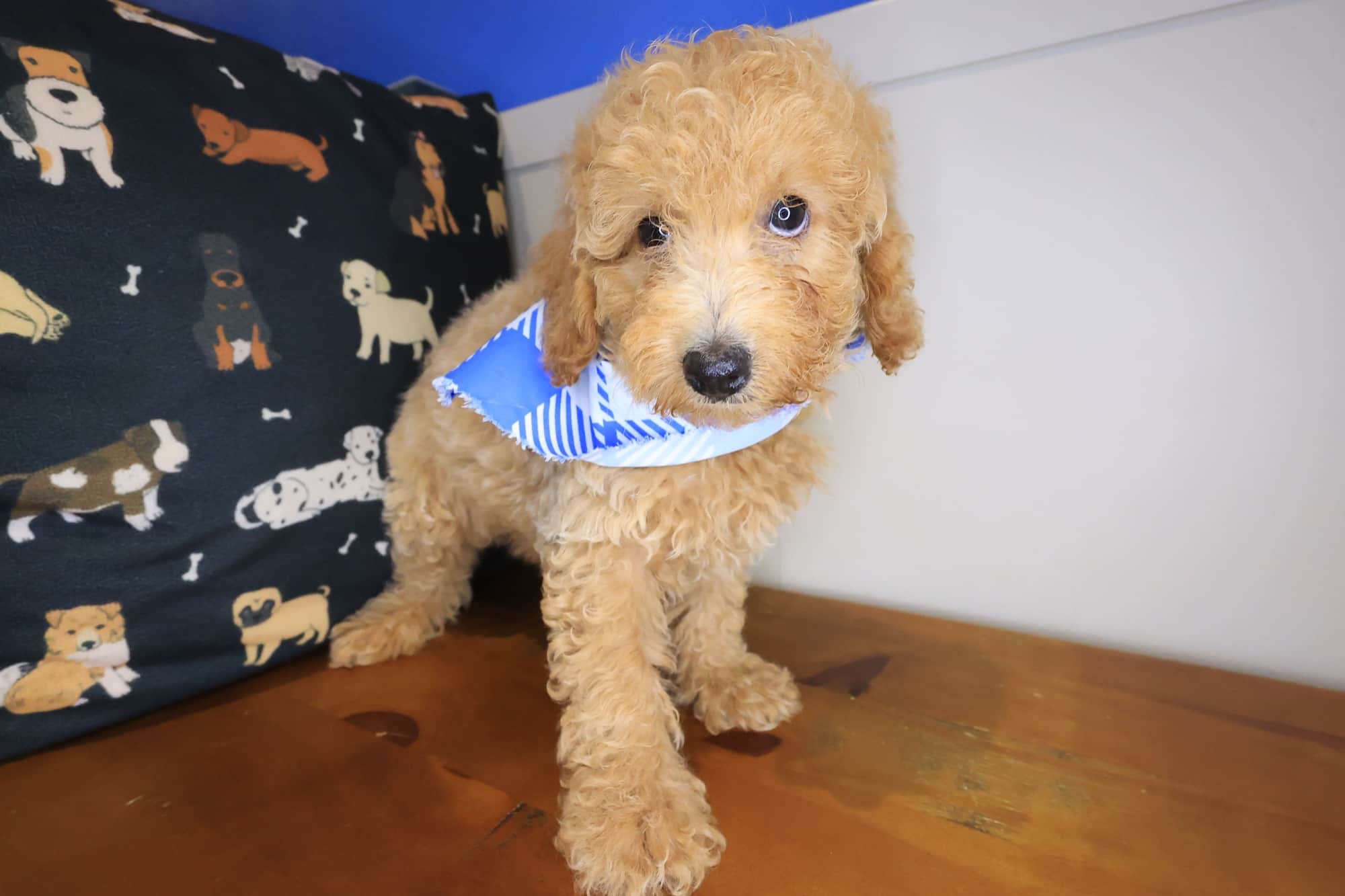 Zebbie, Poodle puppy