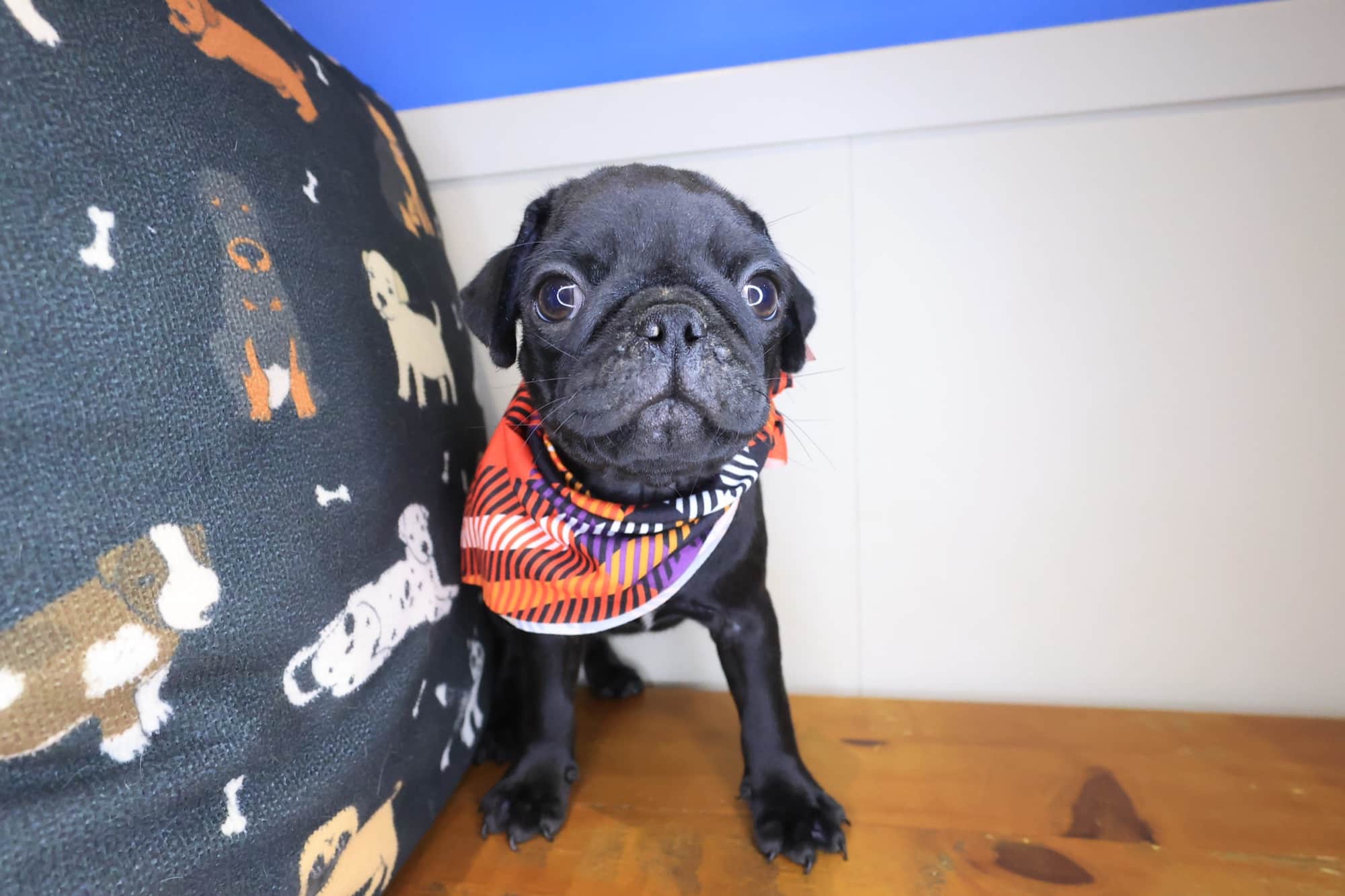 Winston, Pug puppy