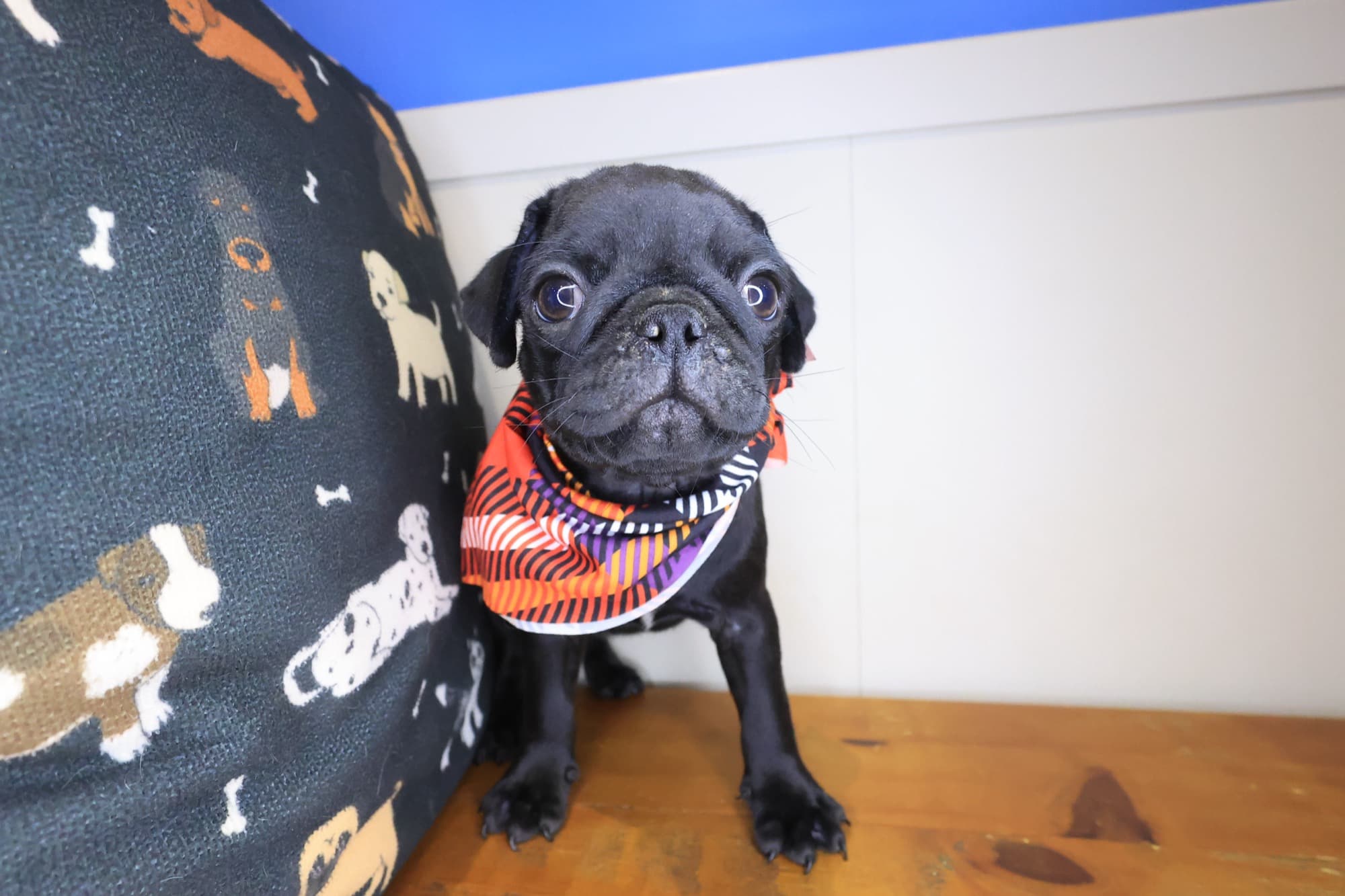 Winston, Pug puppy