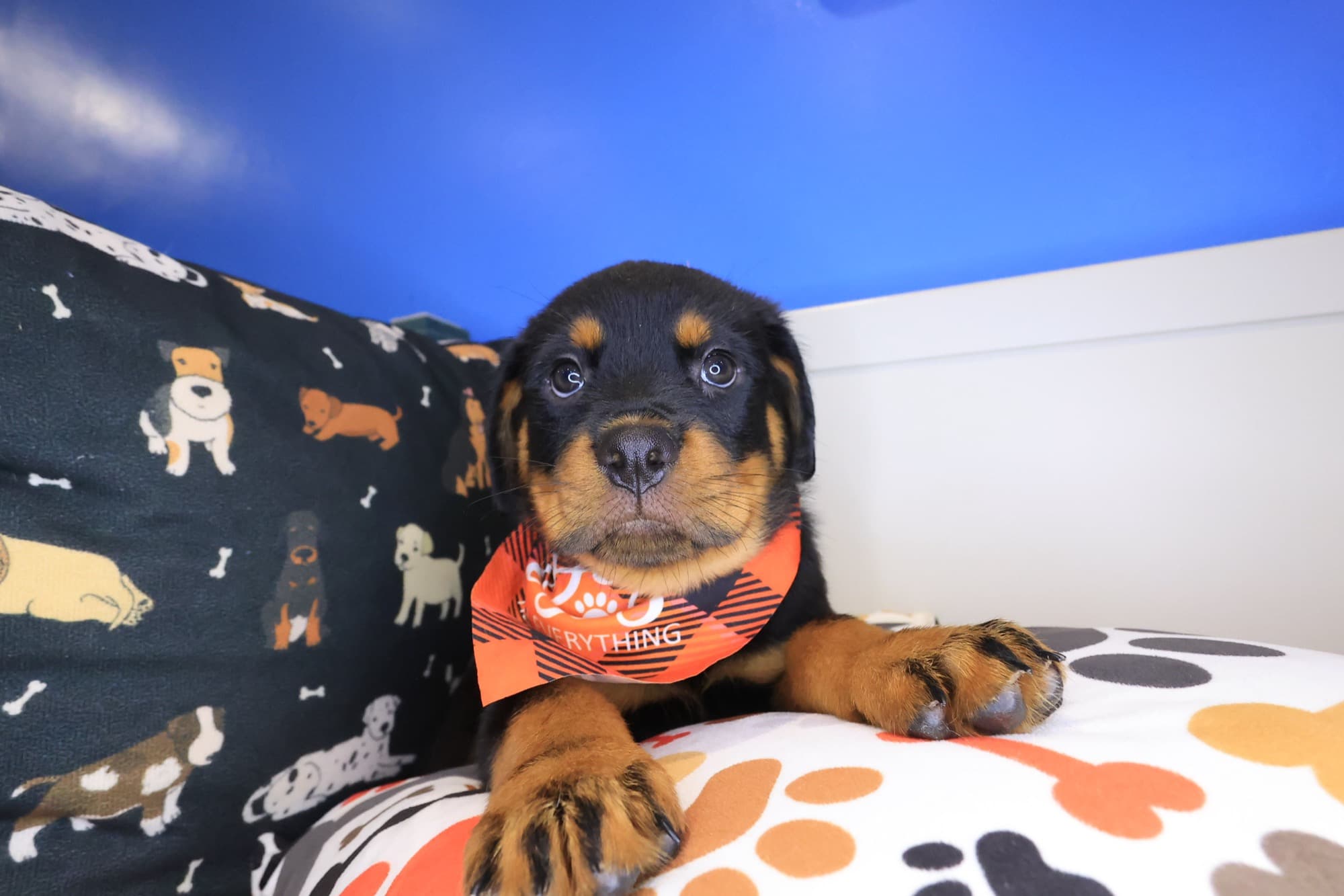 Buzz, Rottweiler puppy