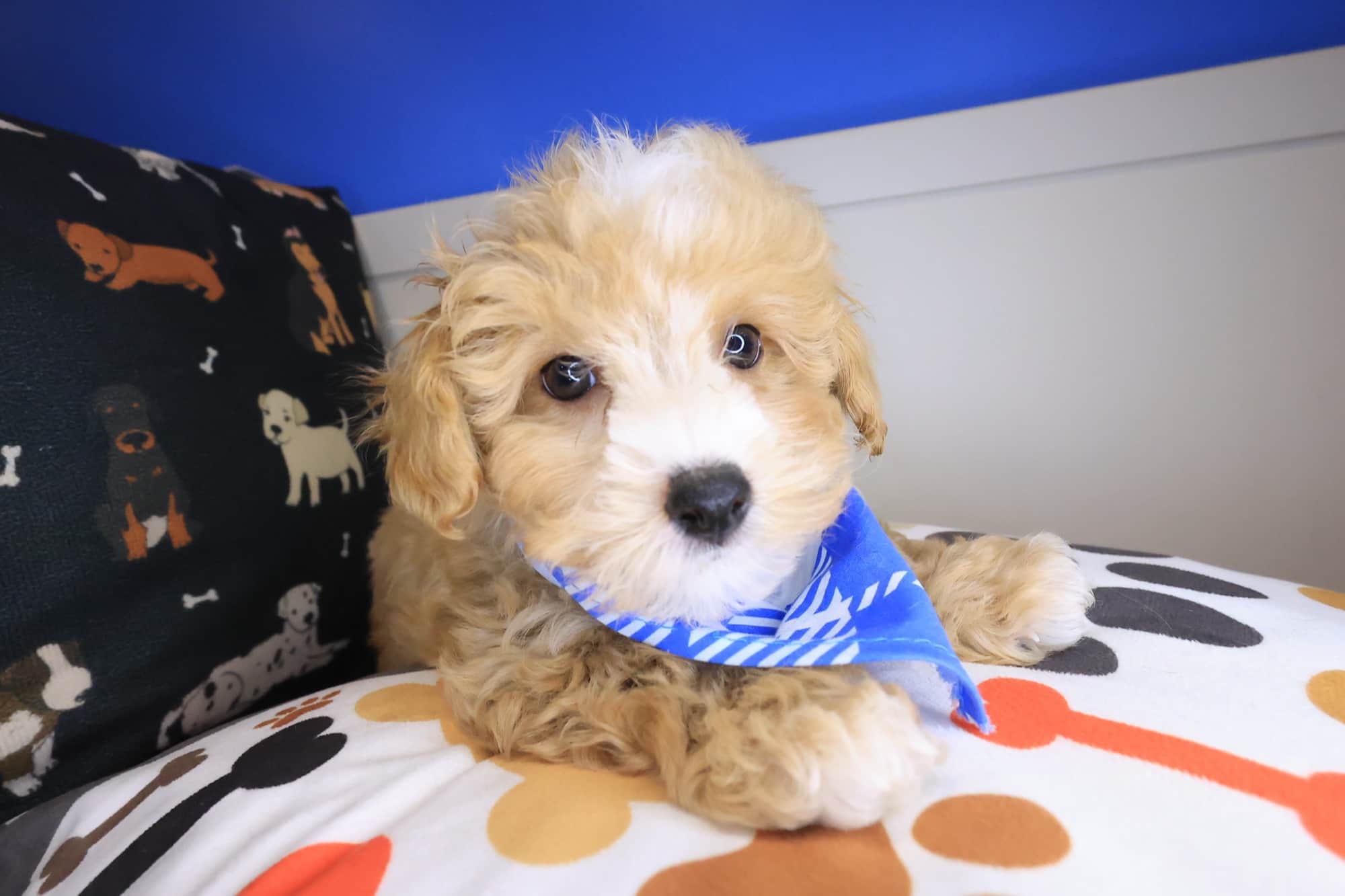 Judge, Bichapoo puppy