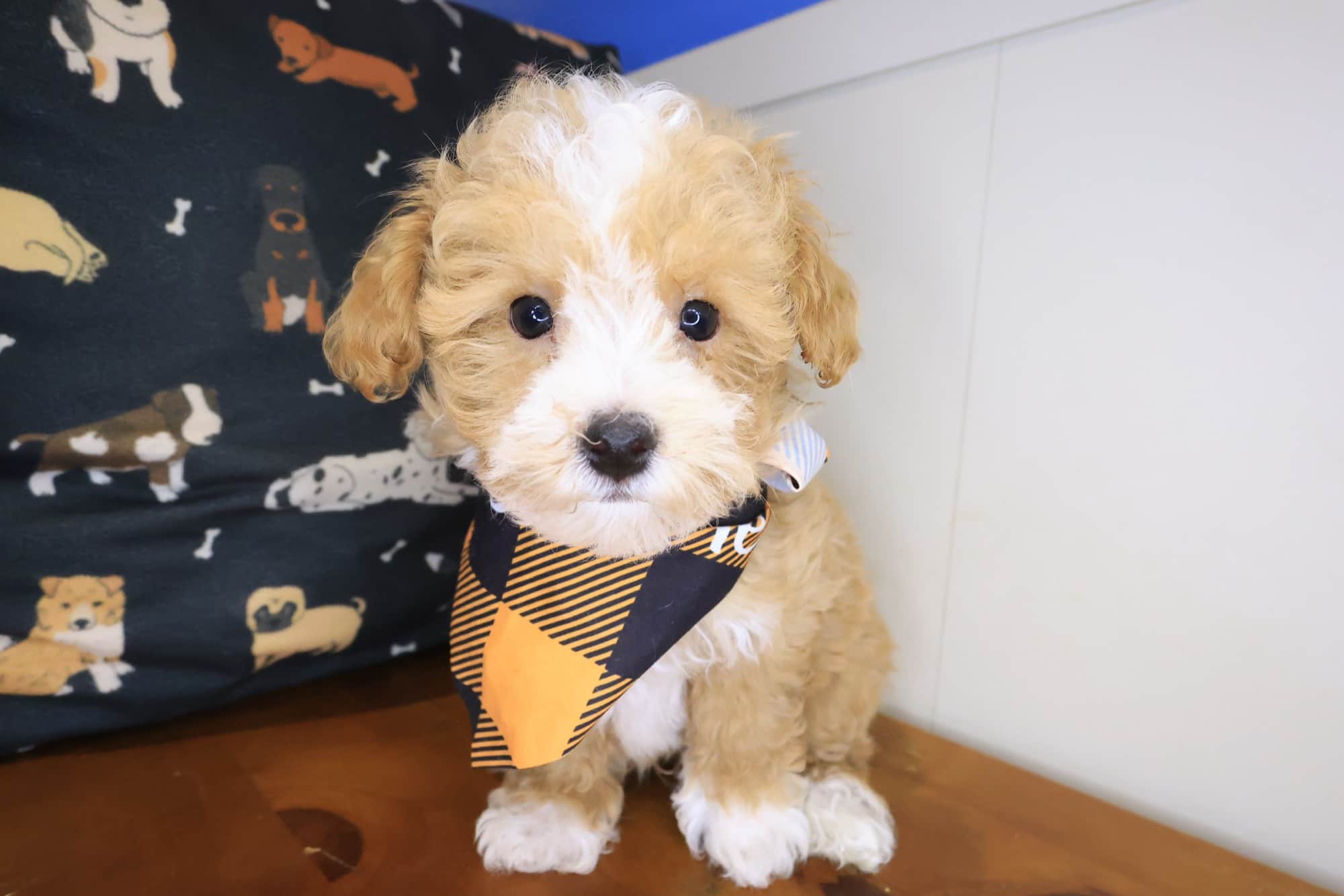 William, Bichapoo puppy