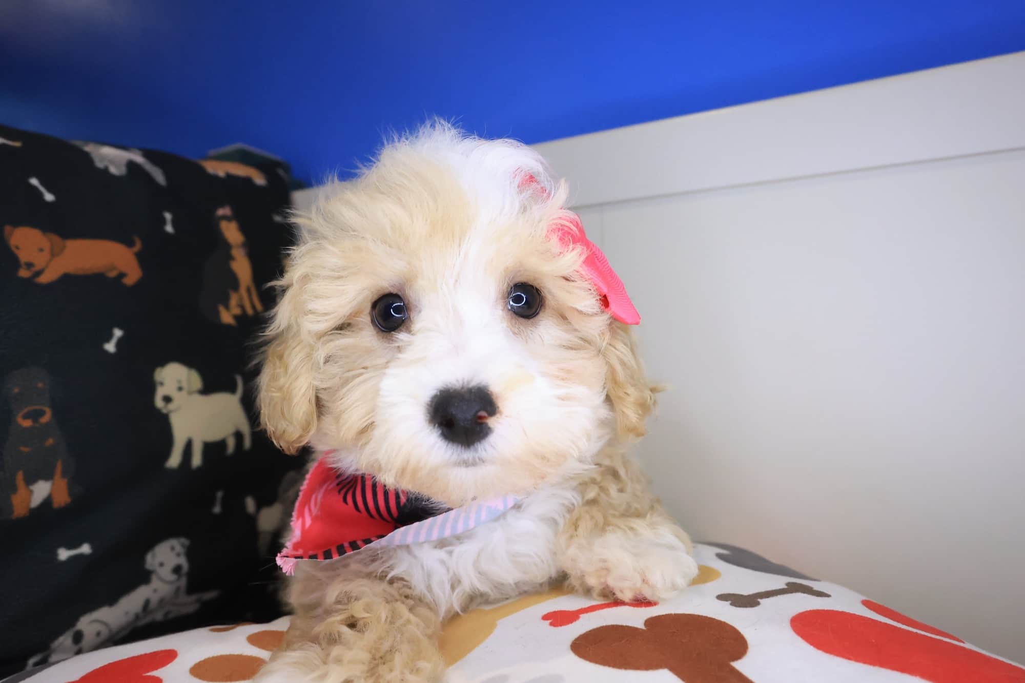 Early, Bichapoo puppy