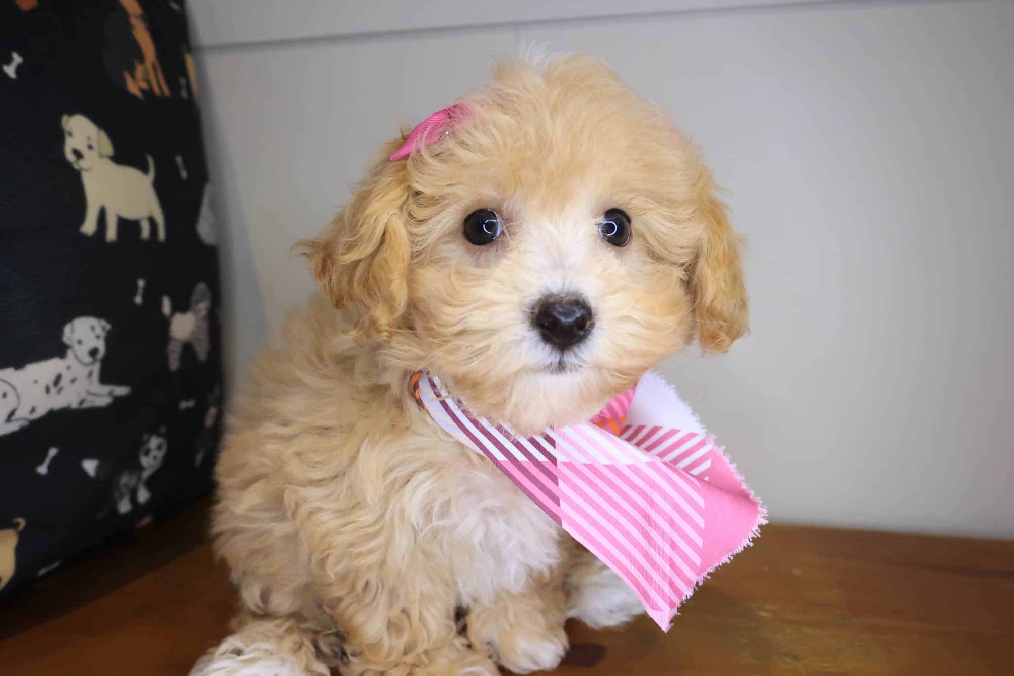 Stormie, Bichapoo puppy