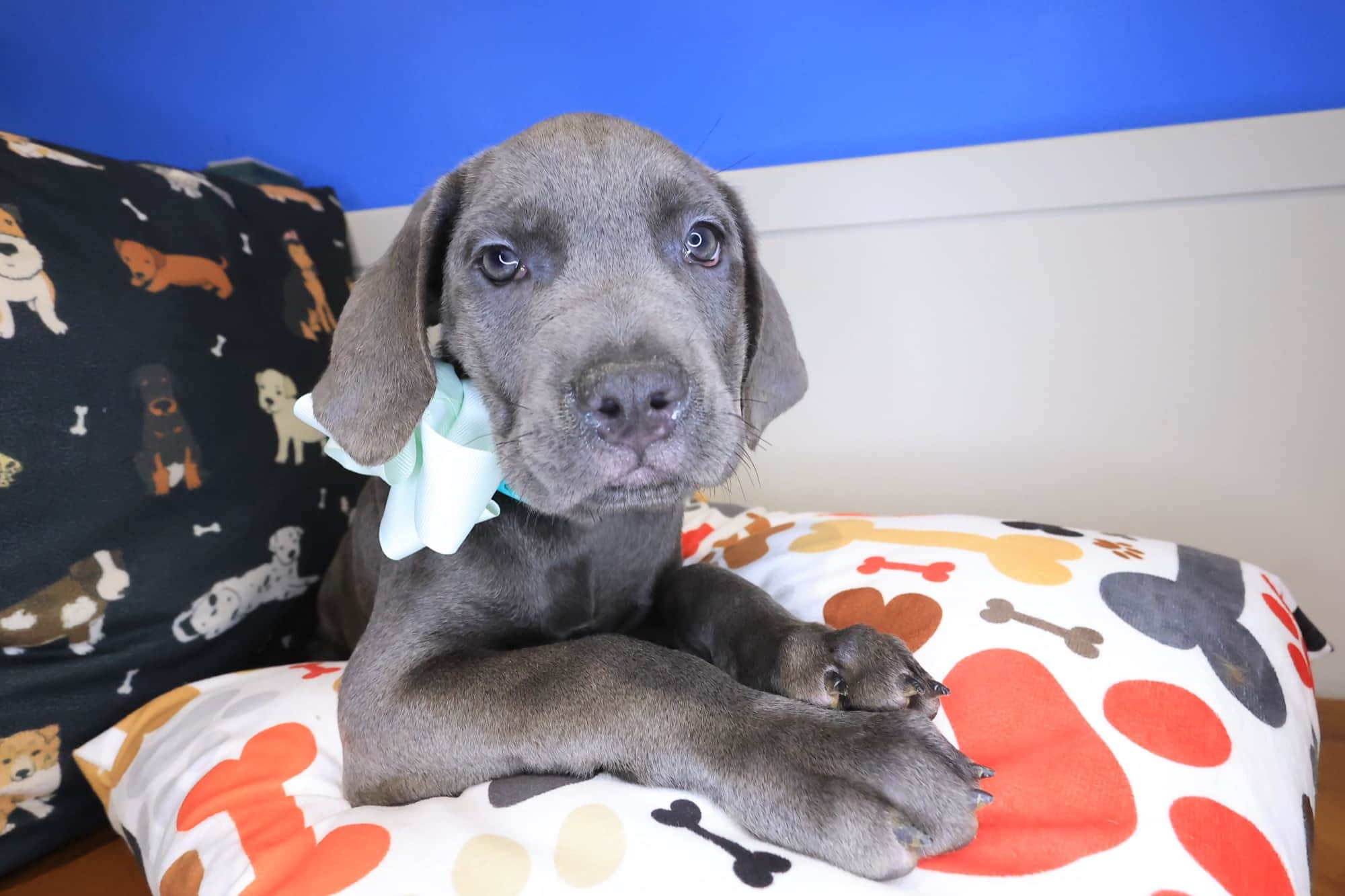 Aja, Cane Corso puppy