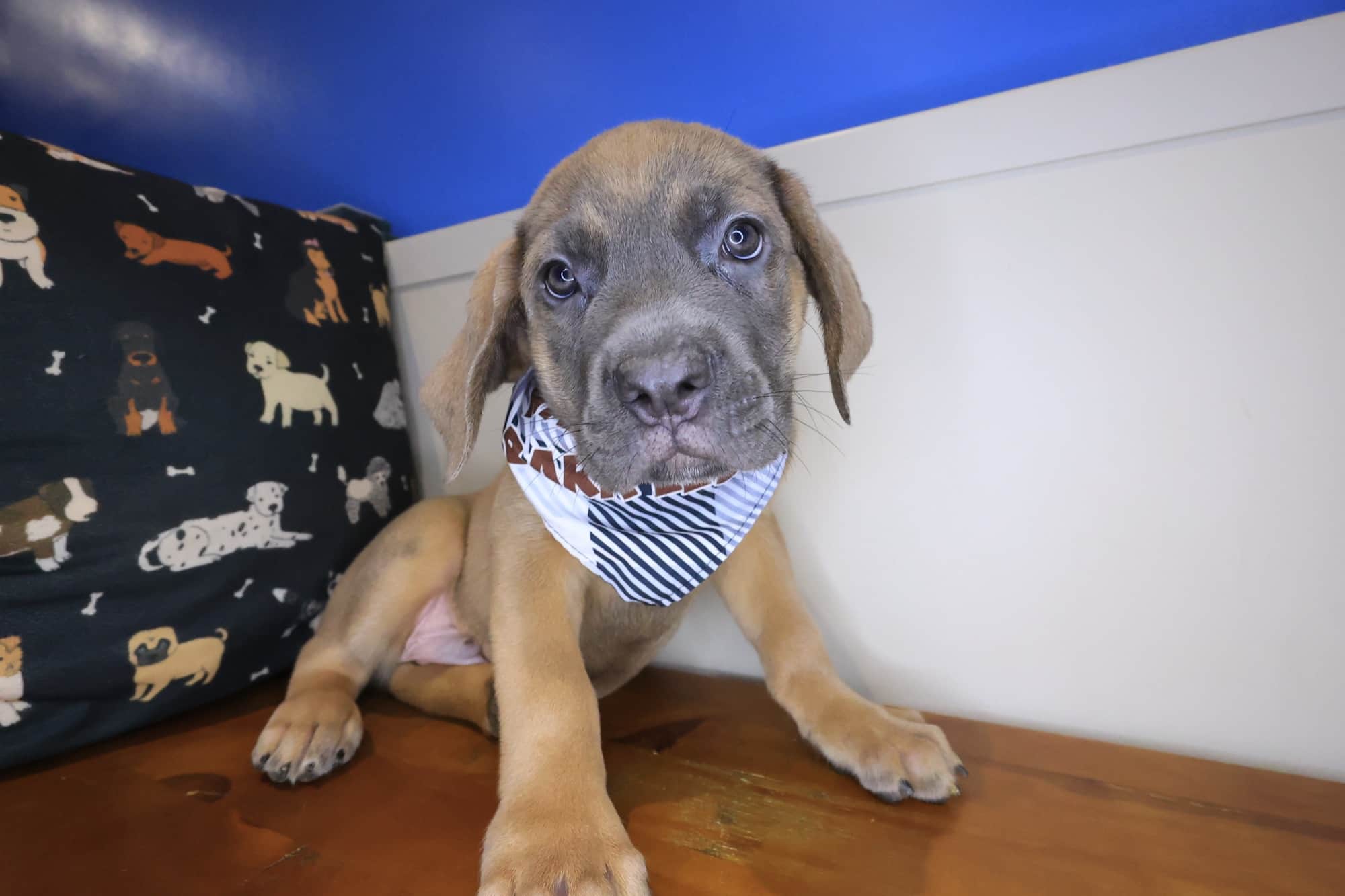 Mako, Cane Corso puppy
