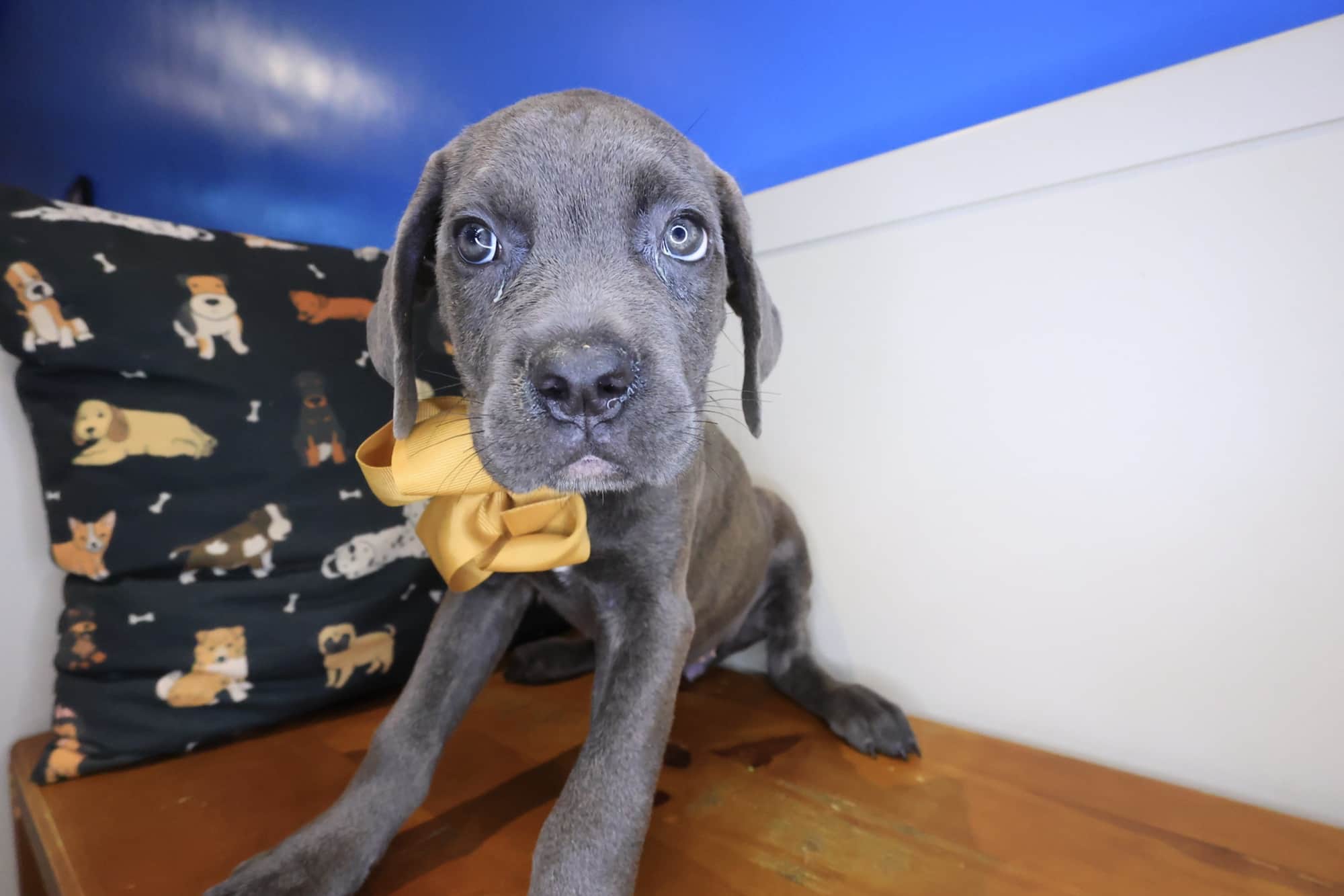 Pez, Cane Corso puppy