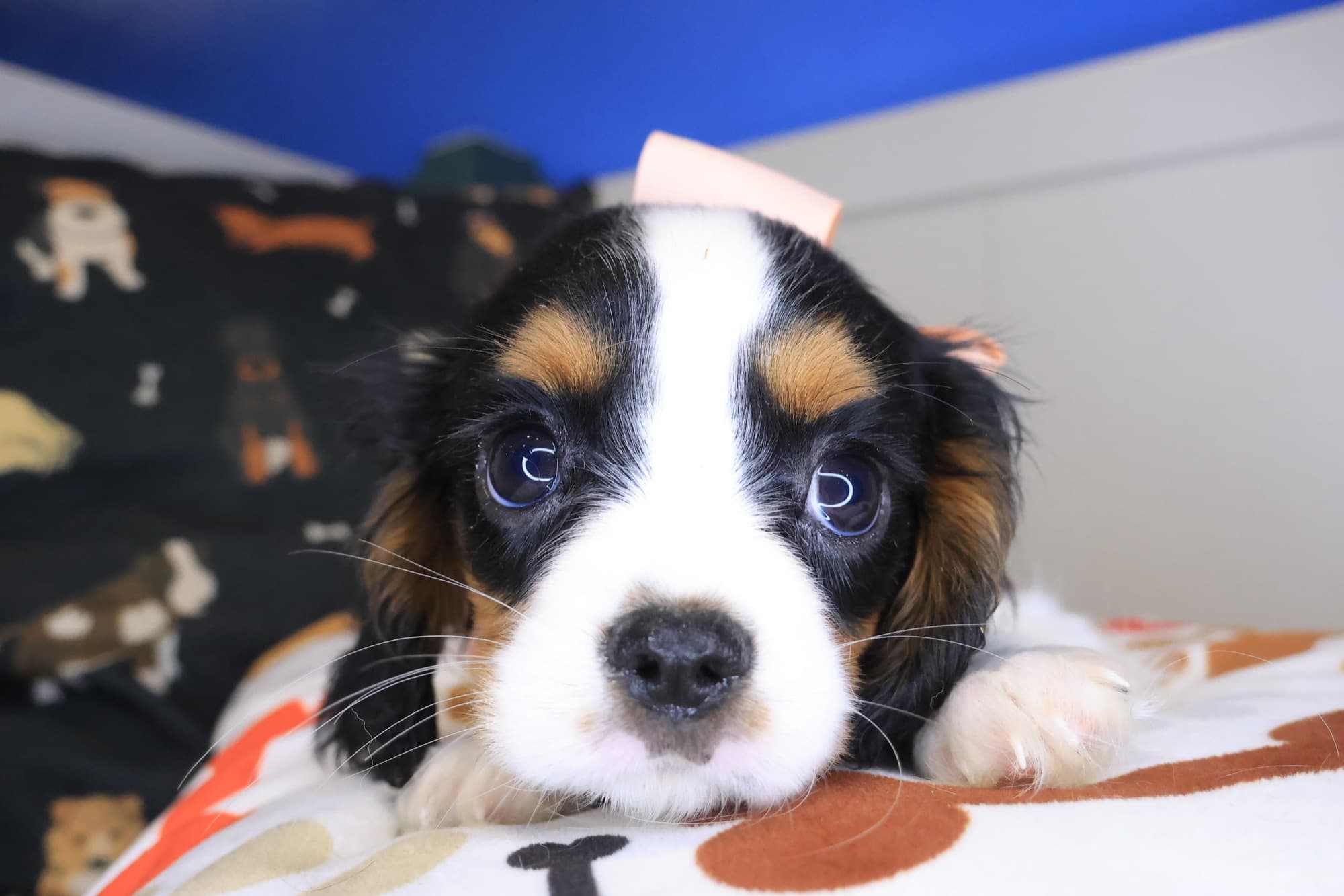 Mono, Cavalier King Charles Spaniel puppy