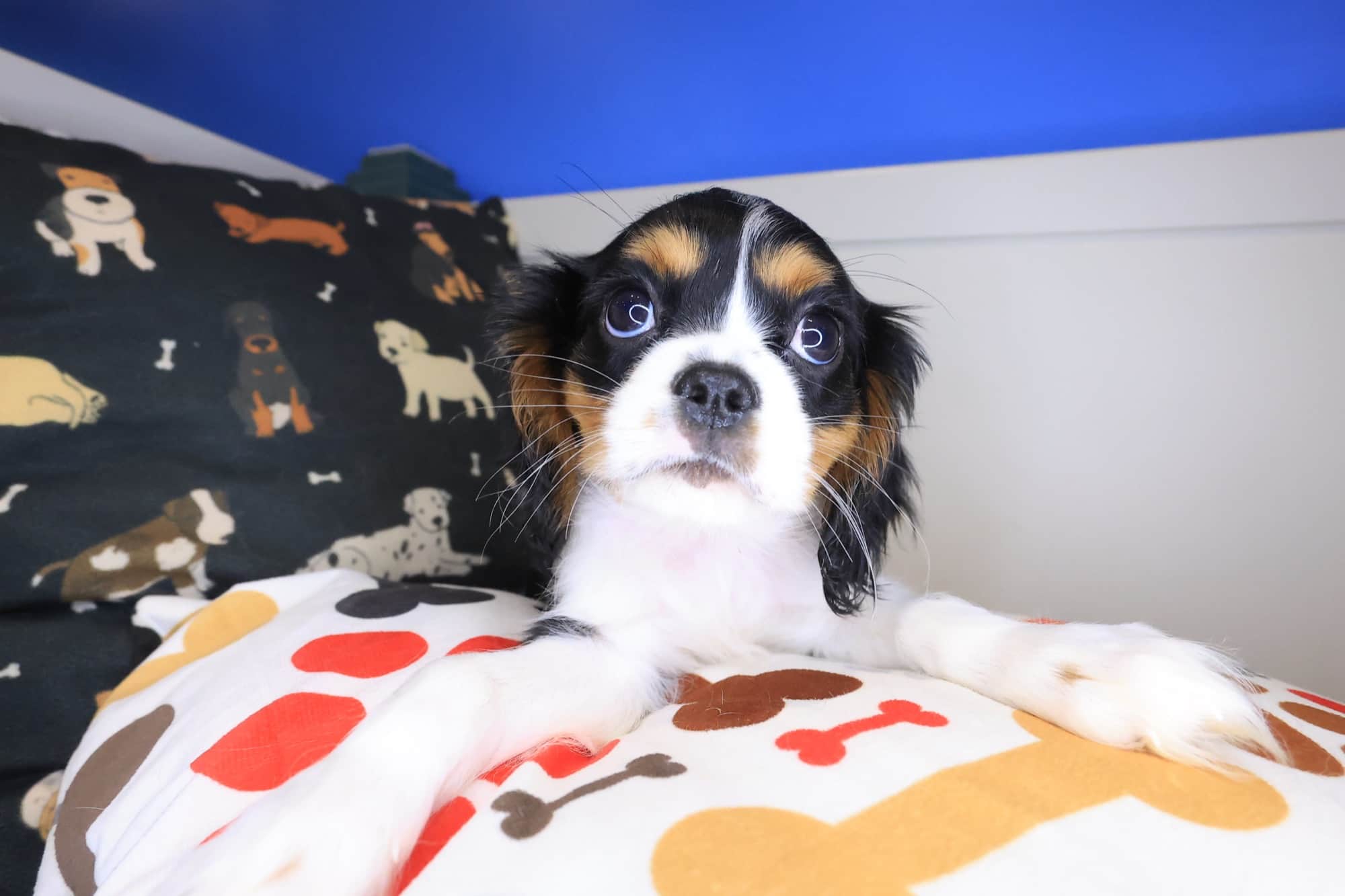 Jubilee, Cavalier King Charles Spaniel puppy