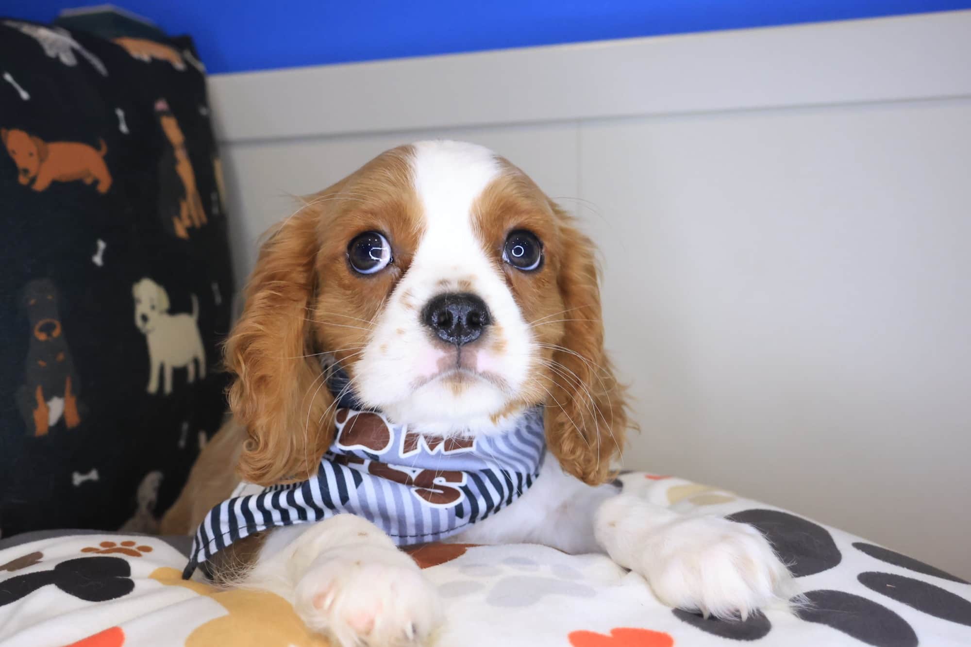 Draco, Cavalier King Charles Spaniel puppy