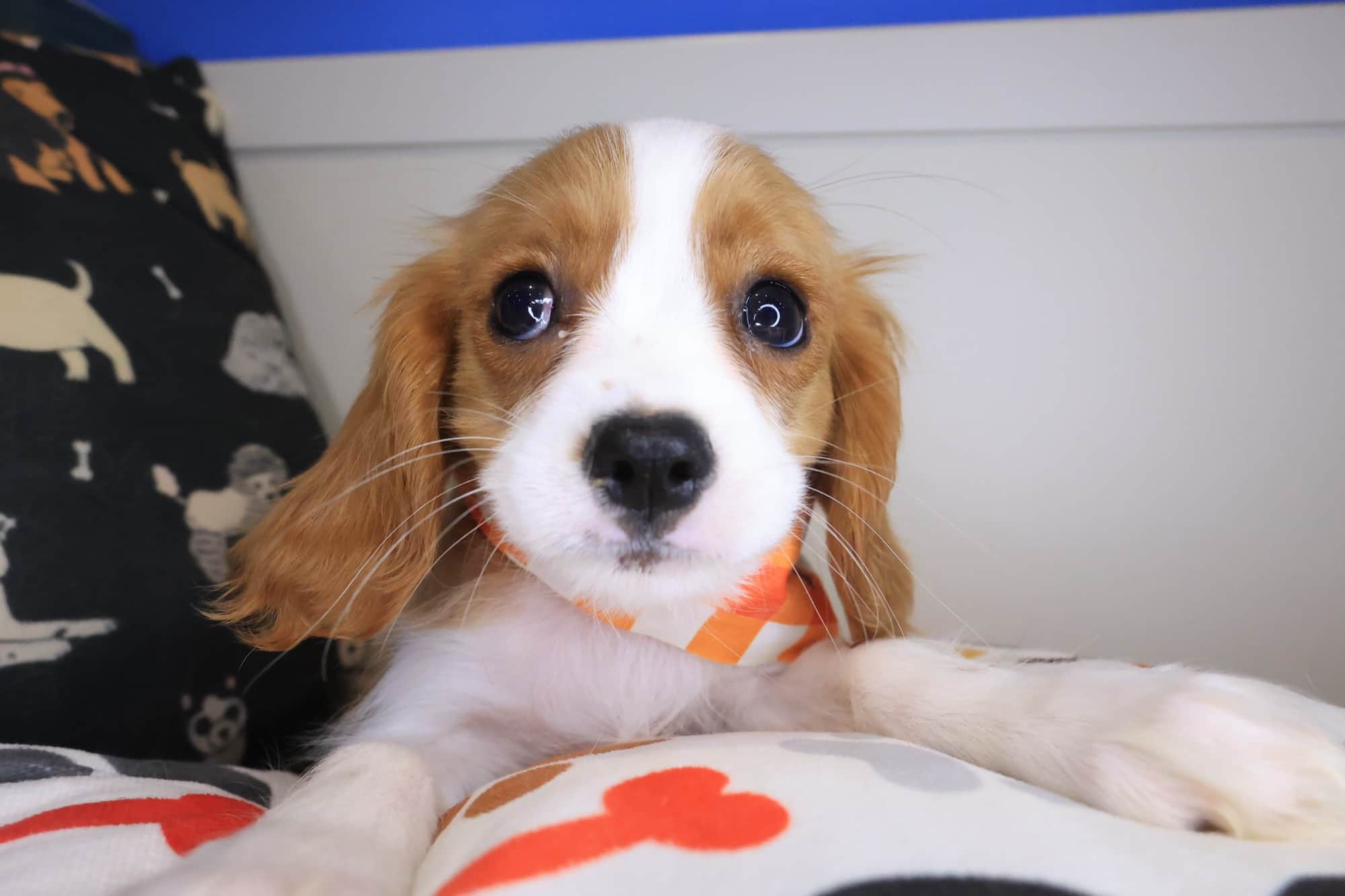 Spud, Cavalier King Charles Spaniel puppy