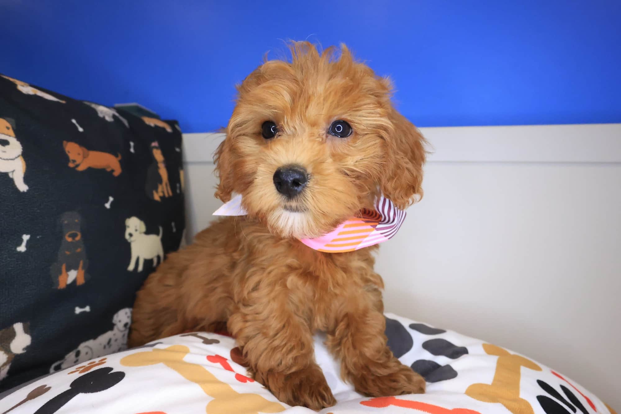 Marina, Cavapoo puppy