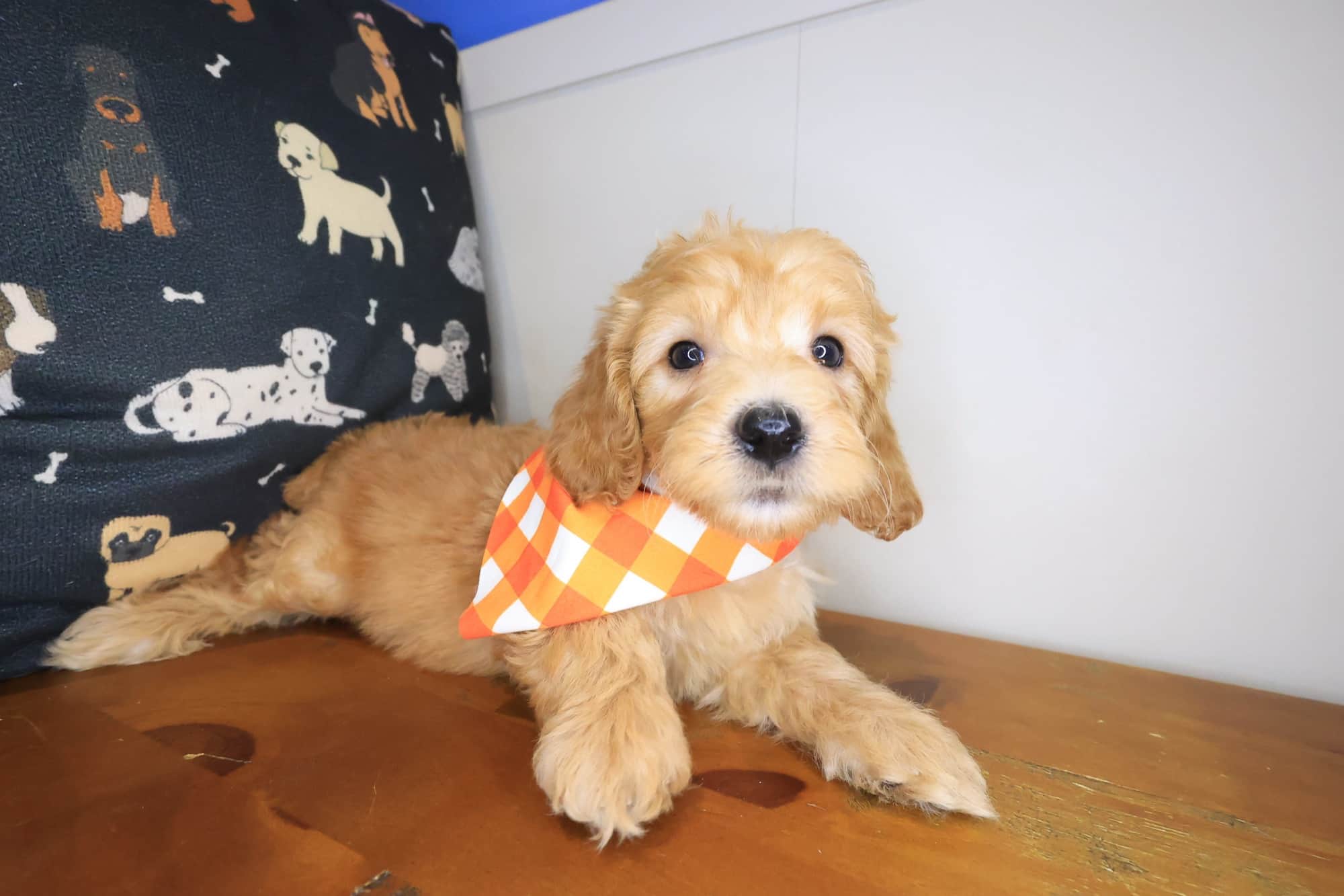 Ruffo, Cockapoo puppy