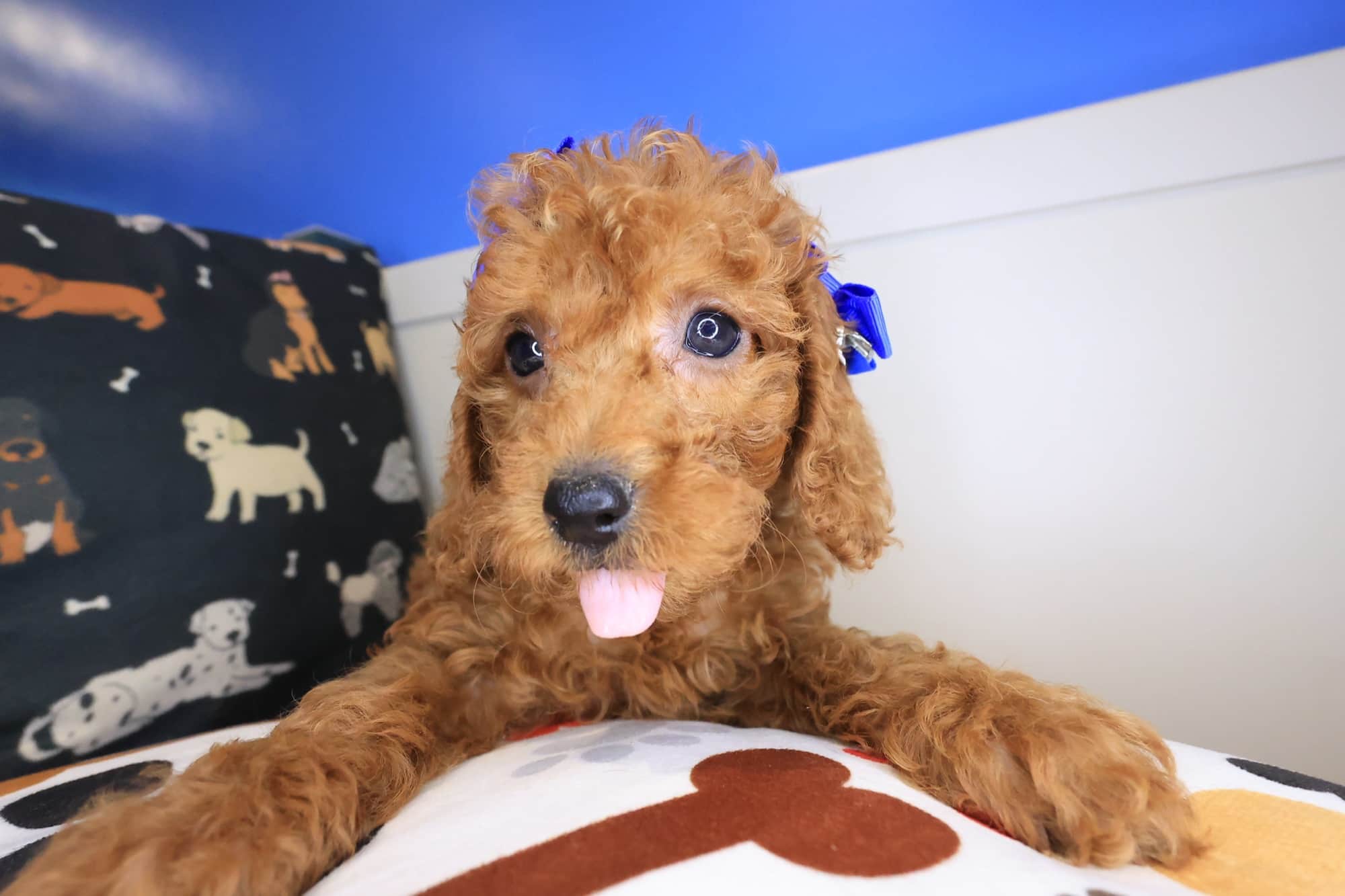 Fynna, Cockapoo puppy