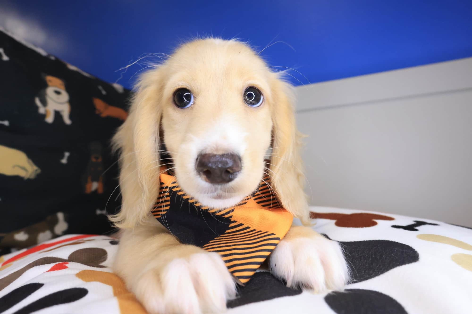 Ronan, Dachshund puppy