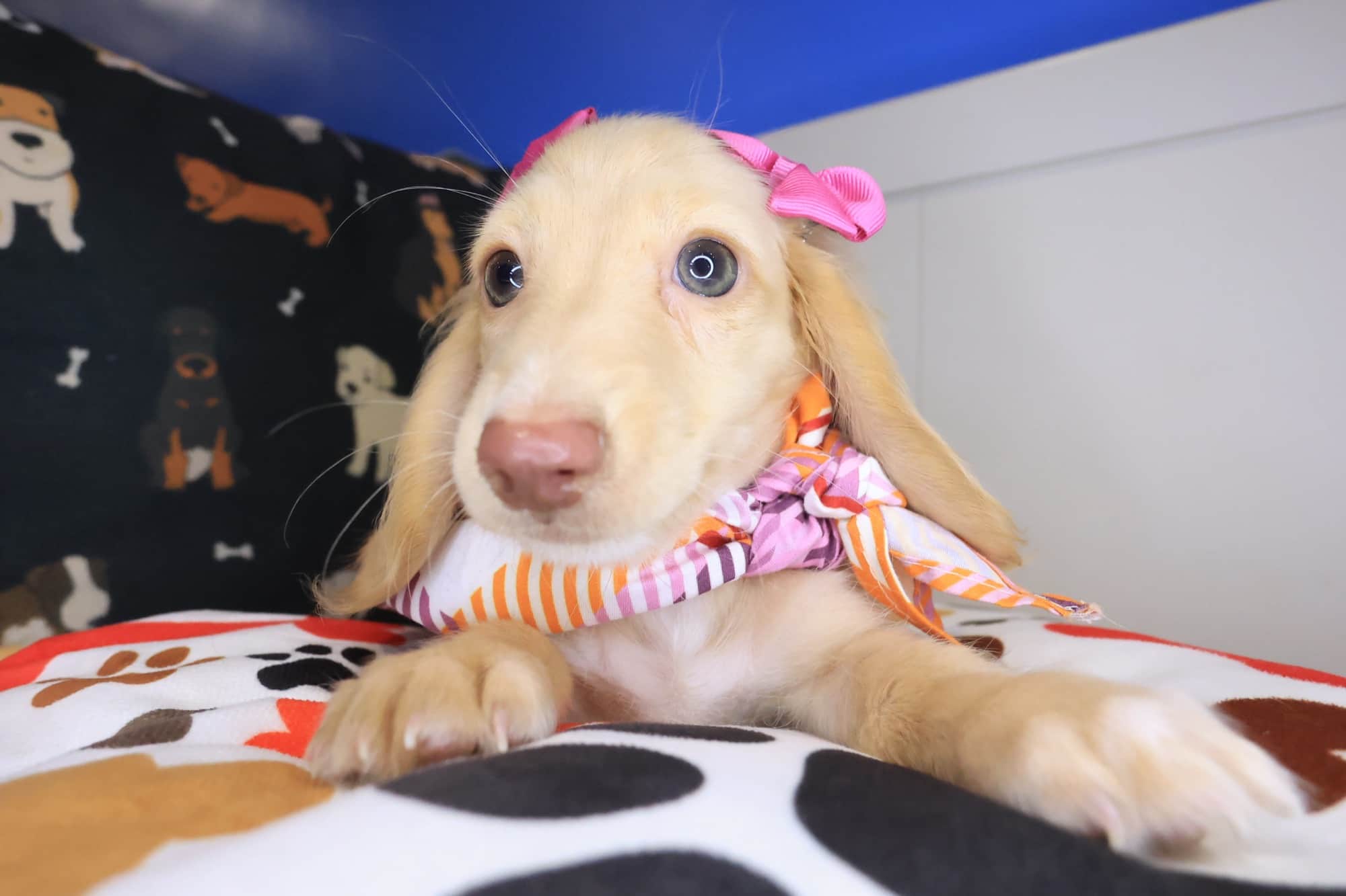 Kosmo, Dachshund puppy