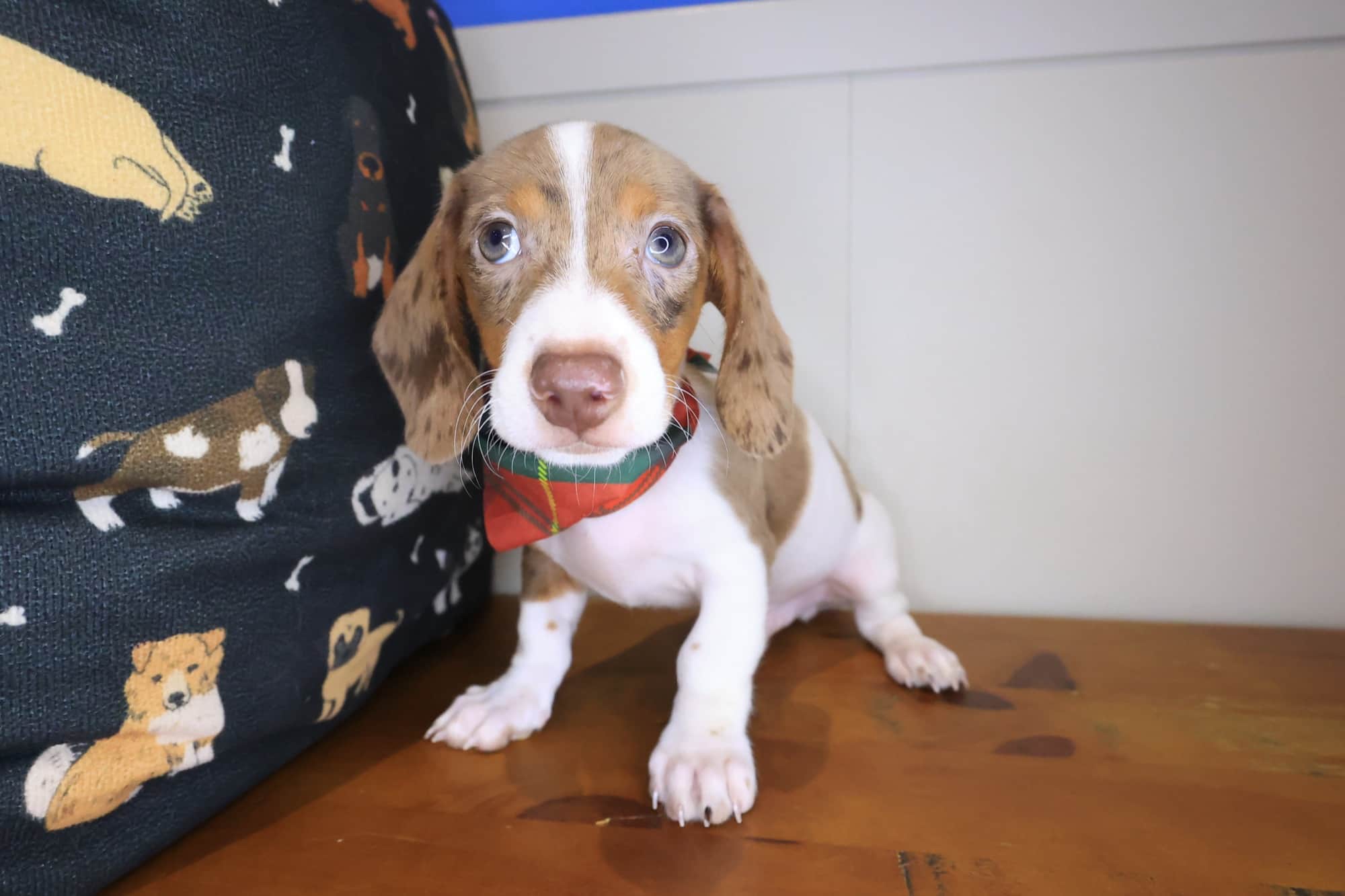 Declan, Dachshund puppy