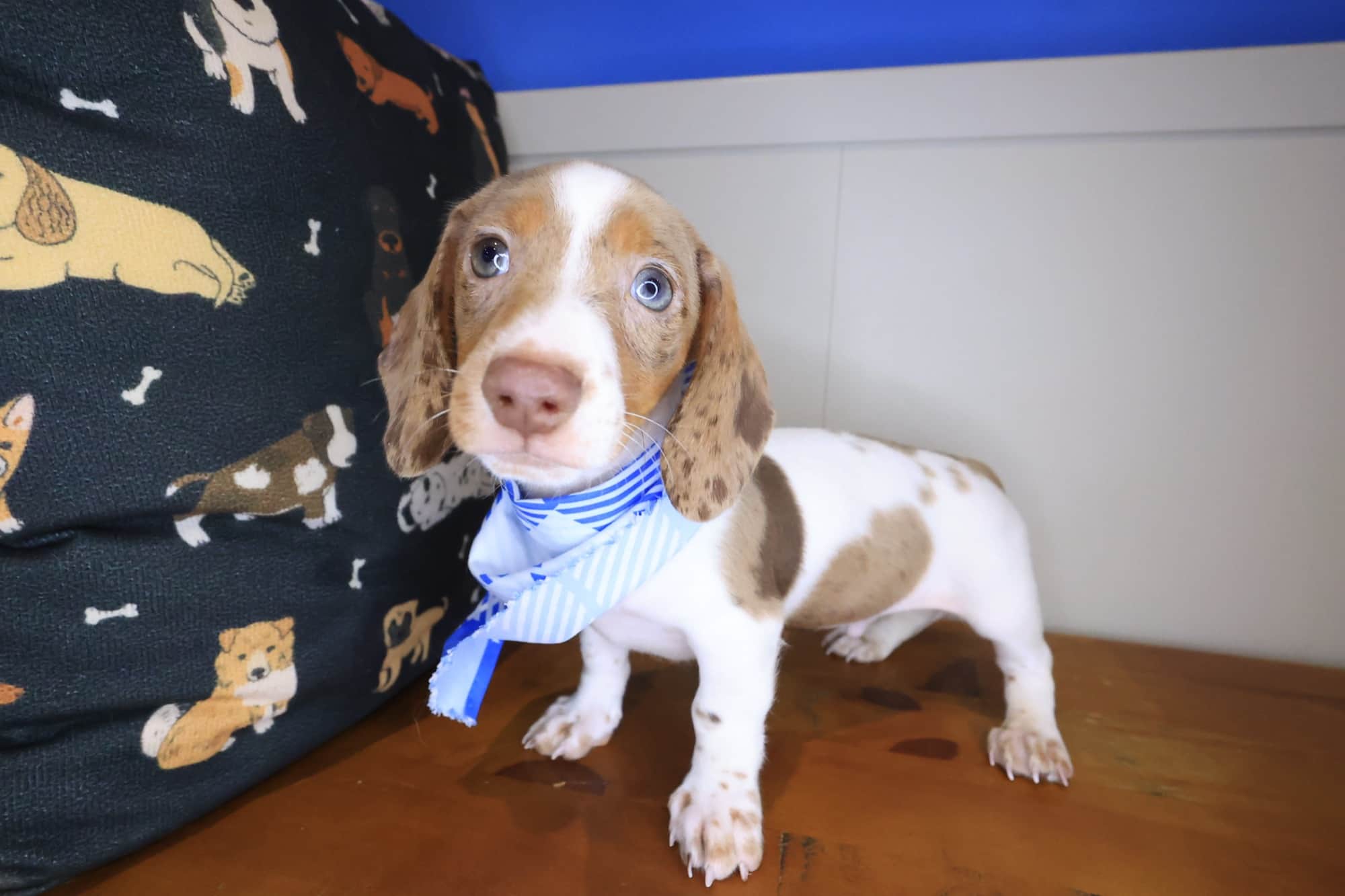 Pogo, Dachshund puppy