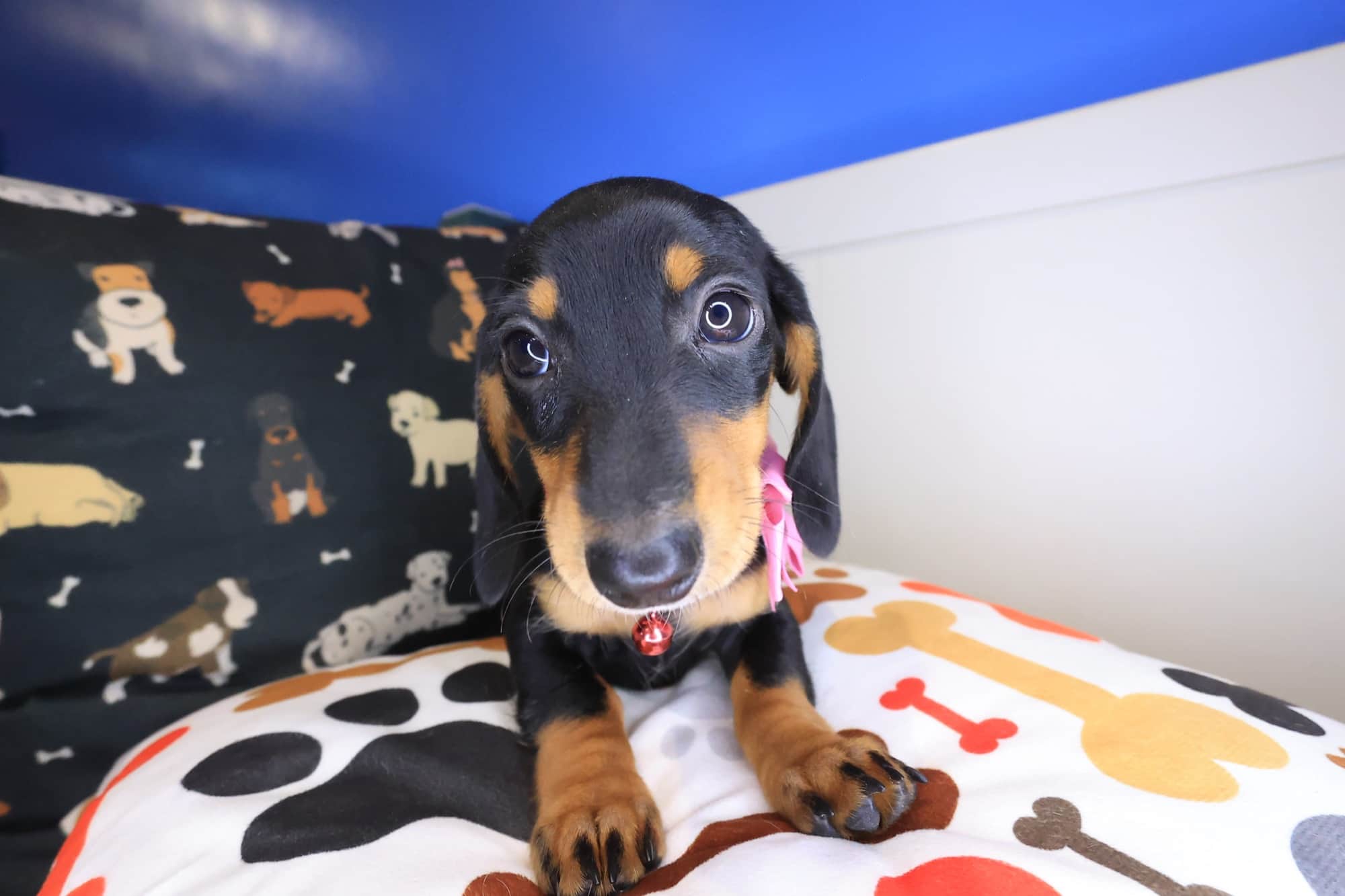 Camila, Dachshund puppy