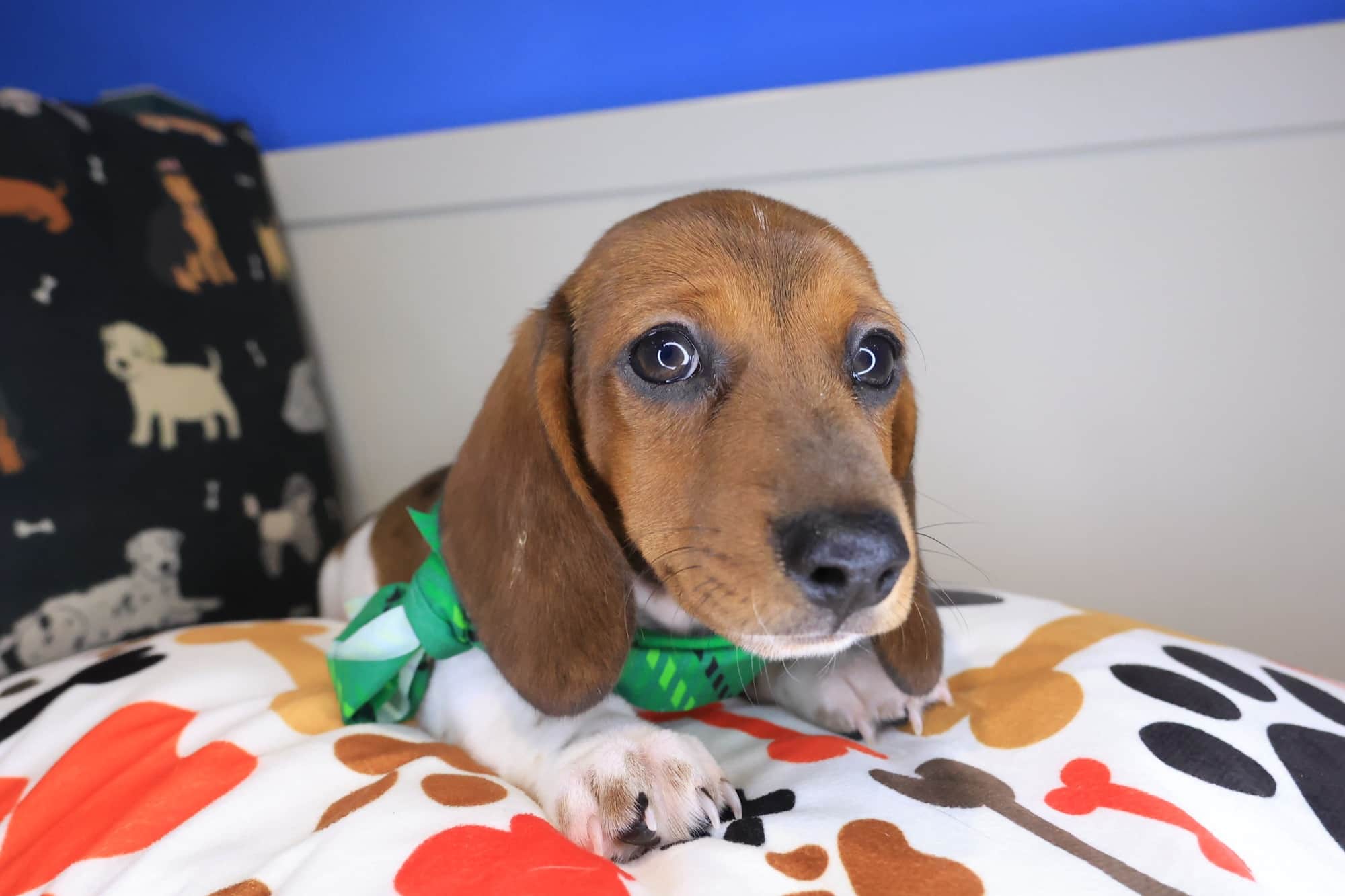 Hulk, Dachshund puppy