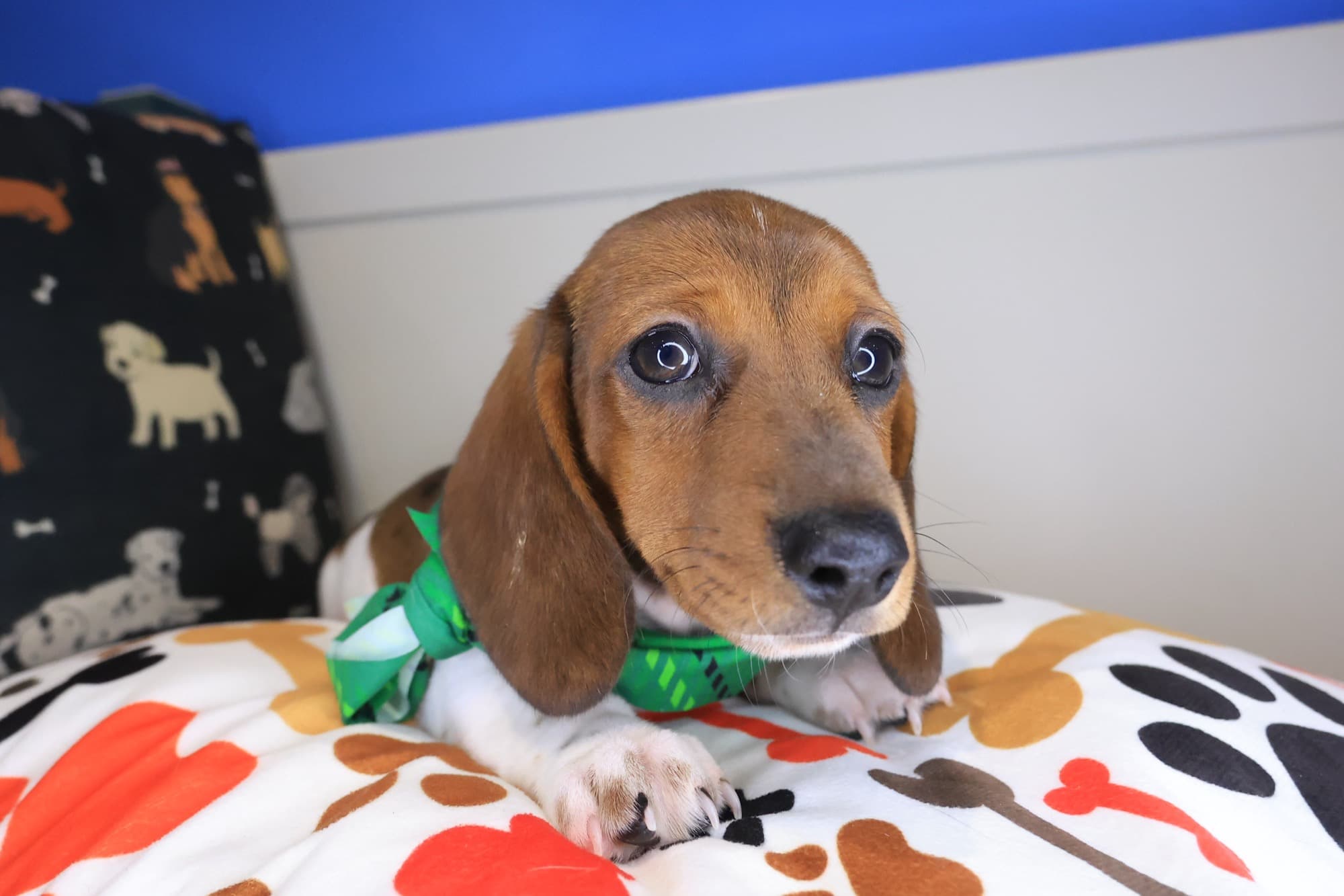 Hulk, Dachshund puppy