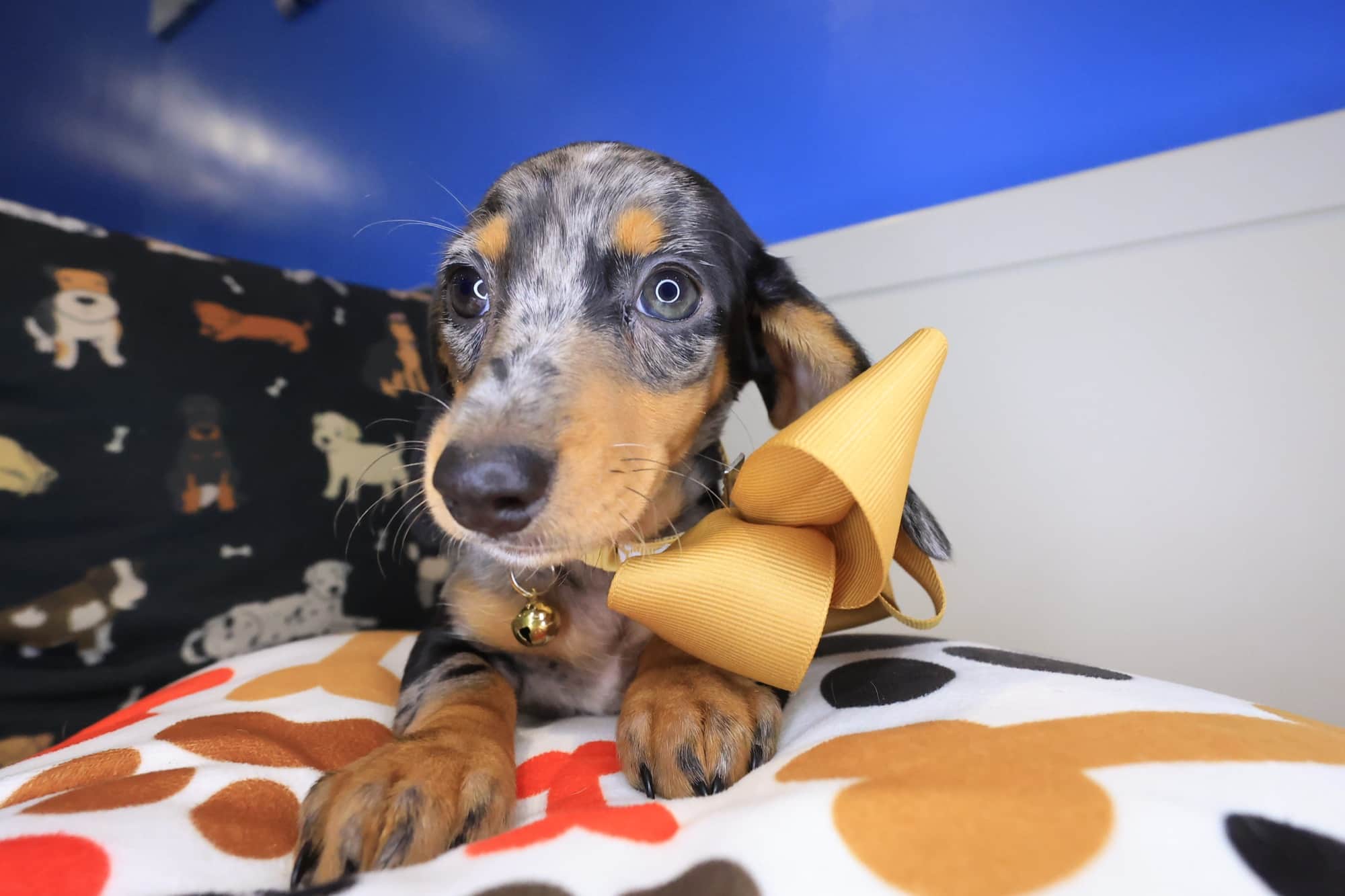 Brittaney, Dachshund puppy