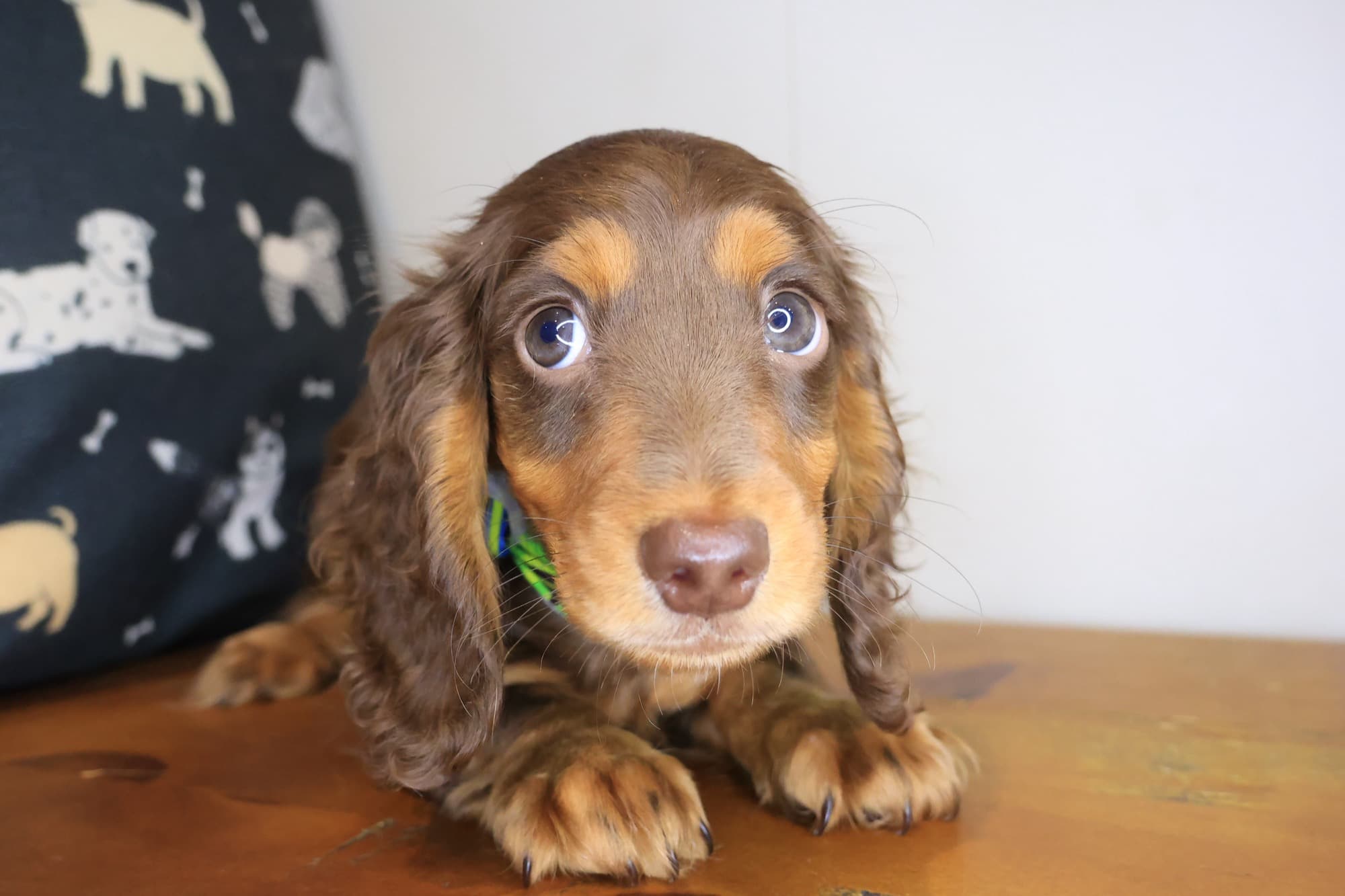 Travis, Dachshund puppy