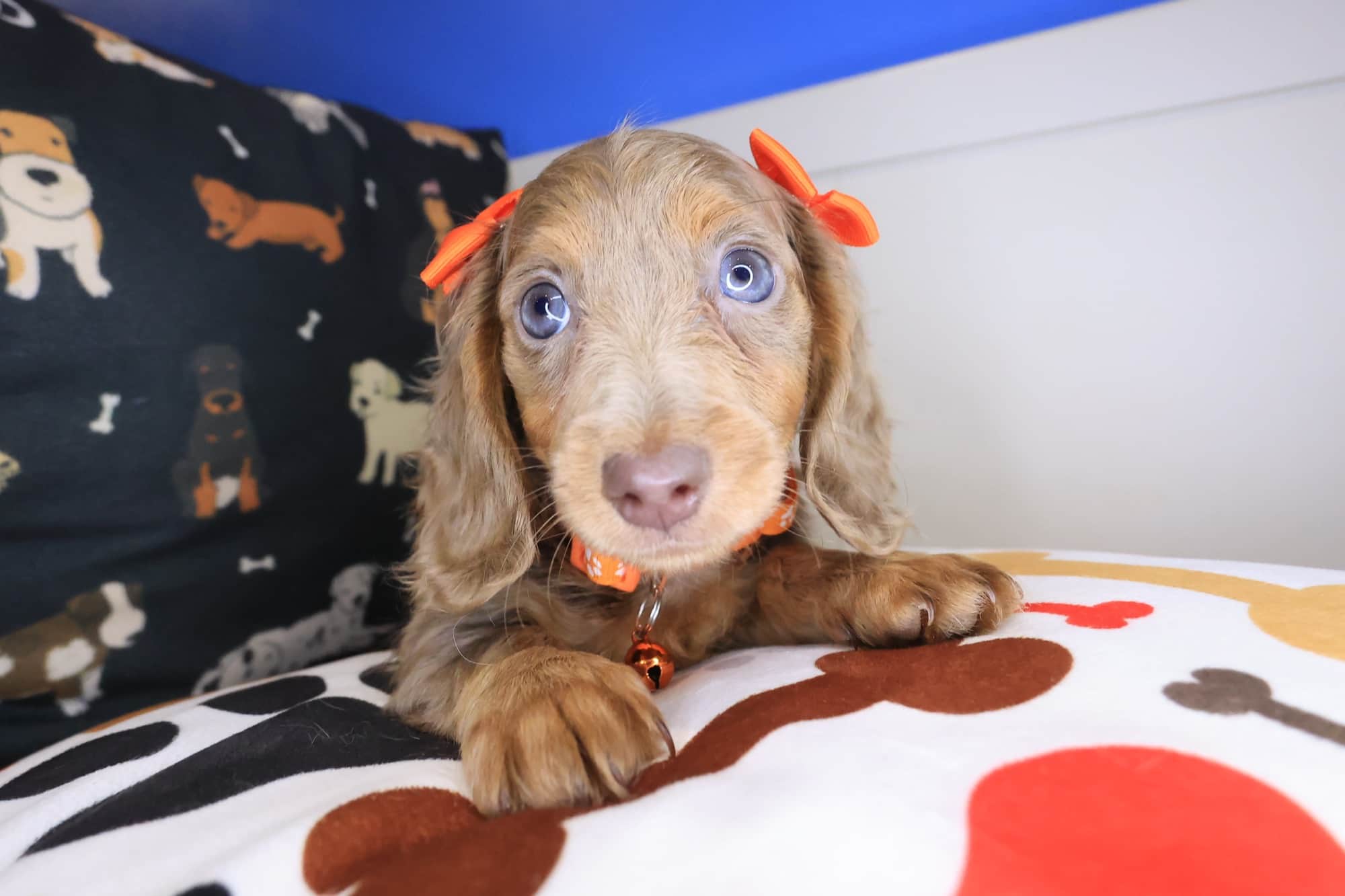 Nyra, Dachshund puppy