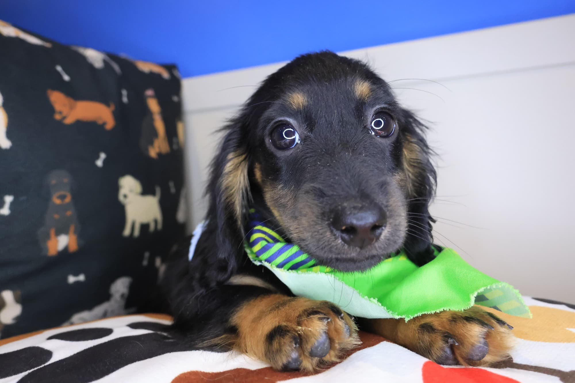 Percy, Dachshund puppy