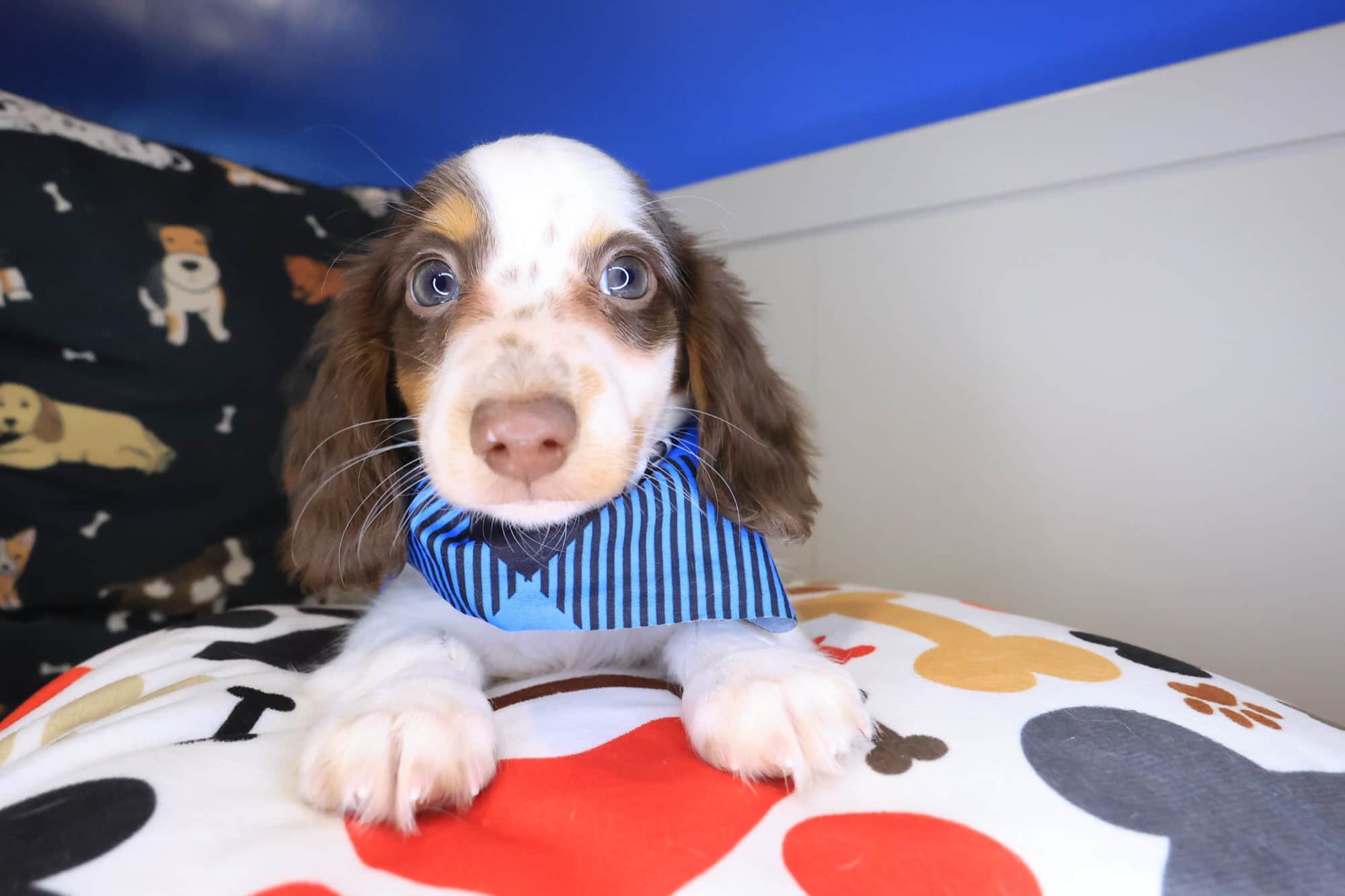 Koop, Dachshund puppy
