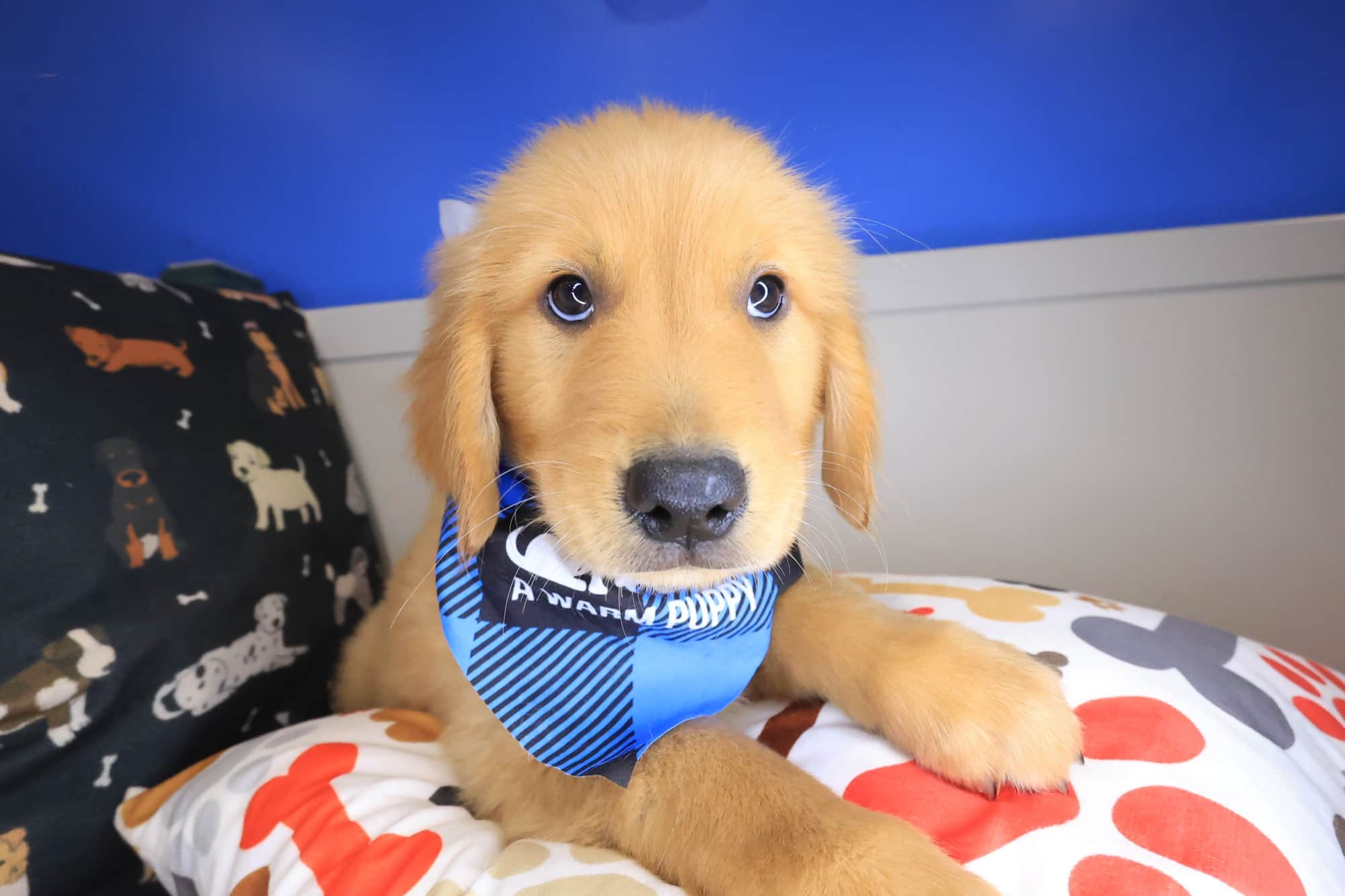 Han, Golden Retriever puppy