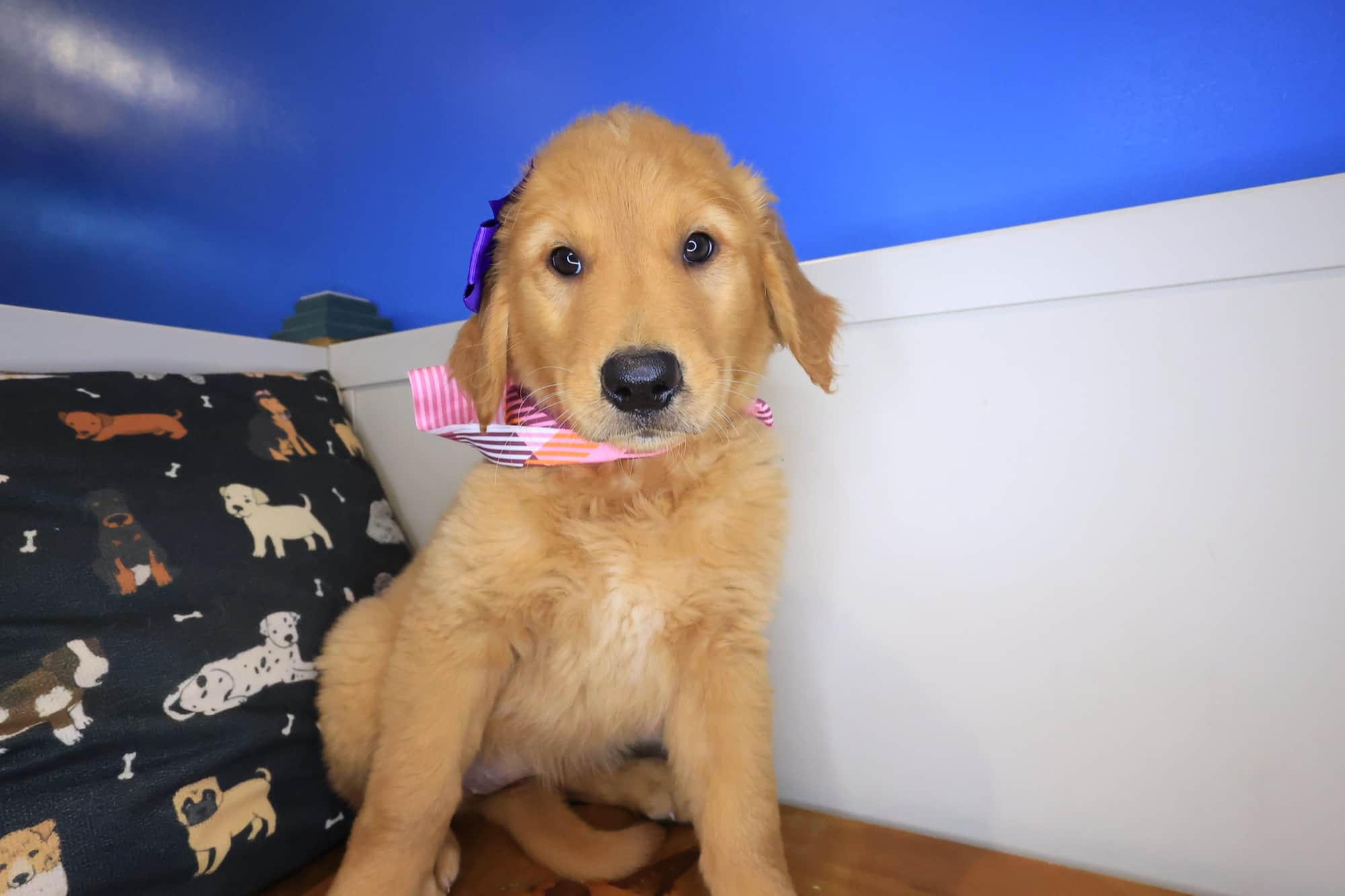 Snickers, Golden Retriever puppy